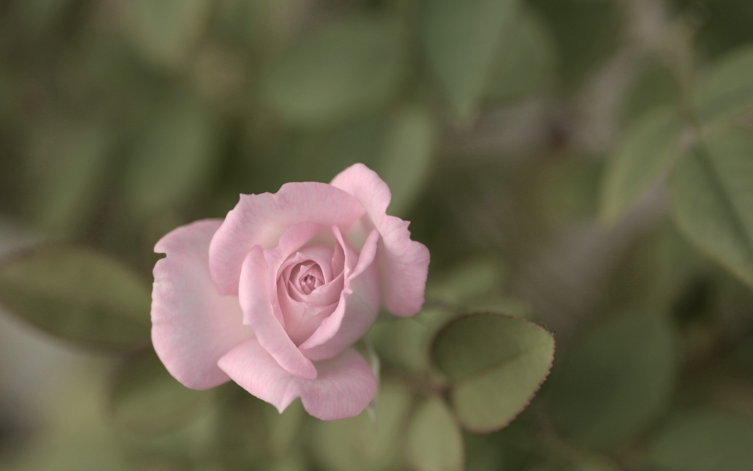 Free download wallpaper Flowers, Rose, Earth on your PC desktop