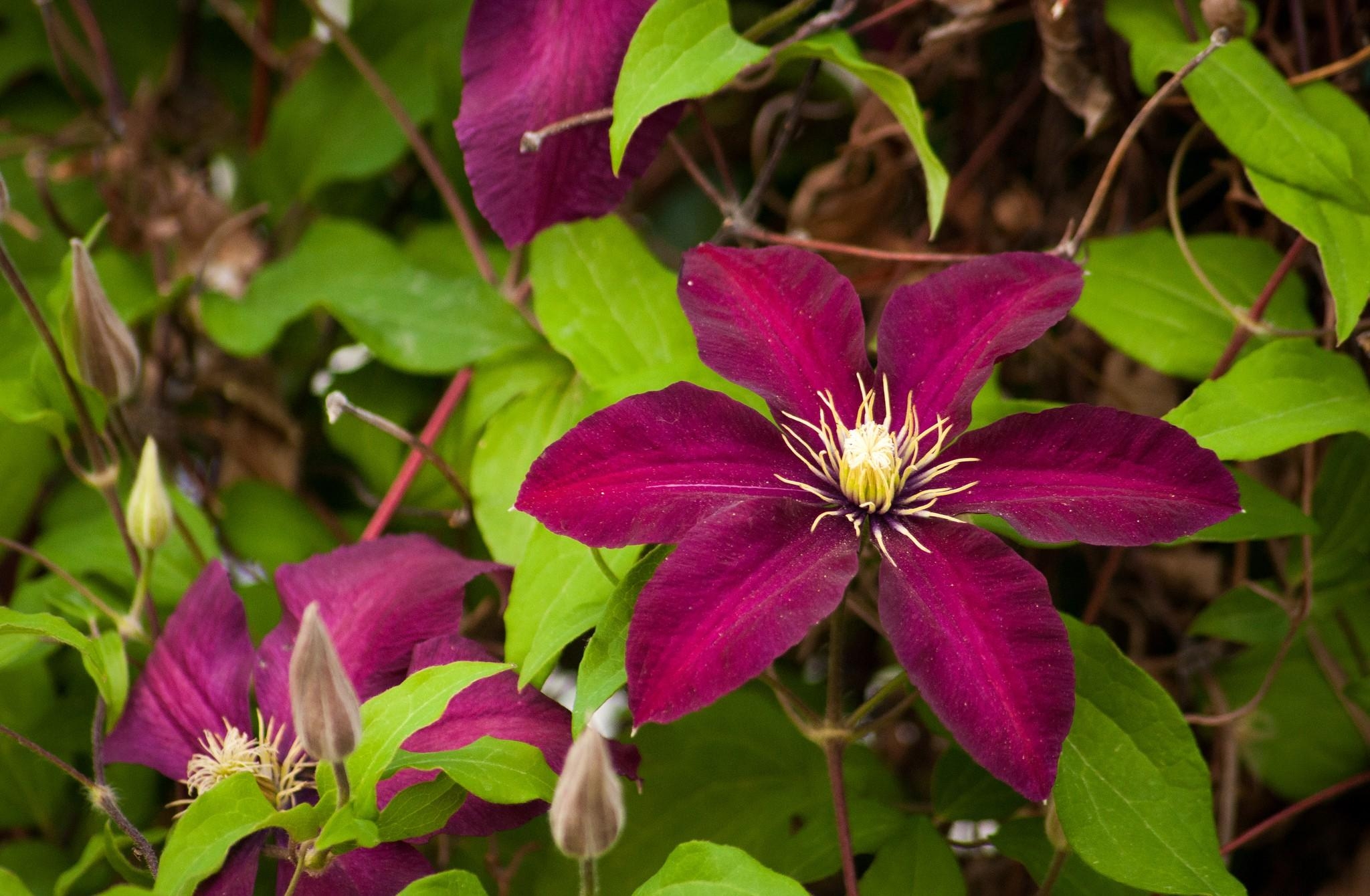 flowers, bright, branches, bloom, flowering, clematis