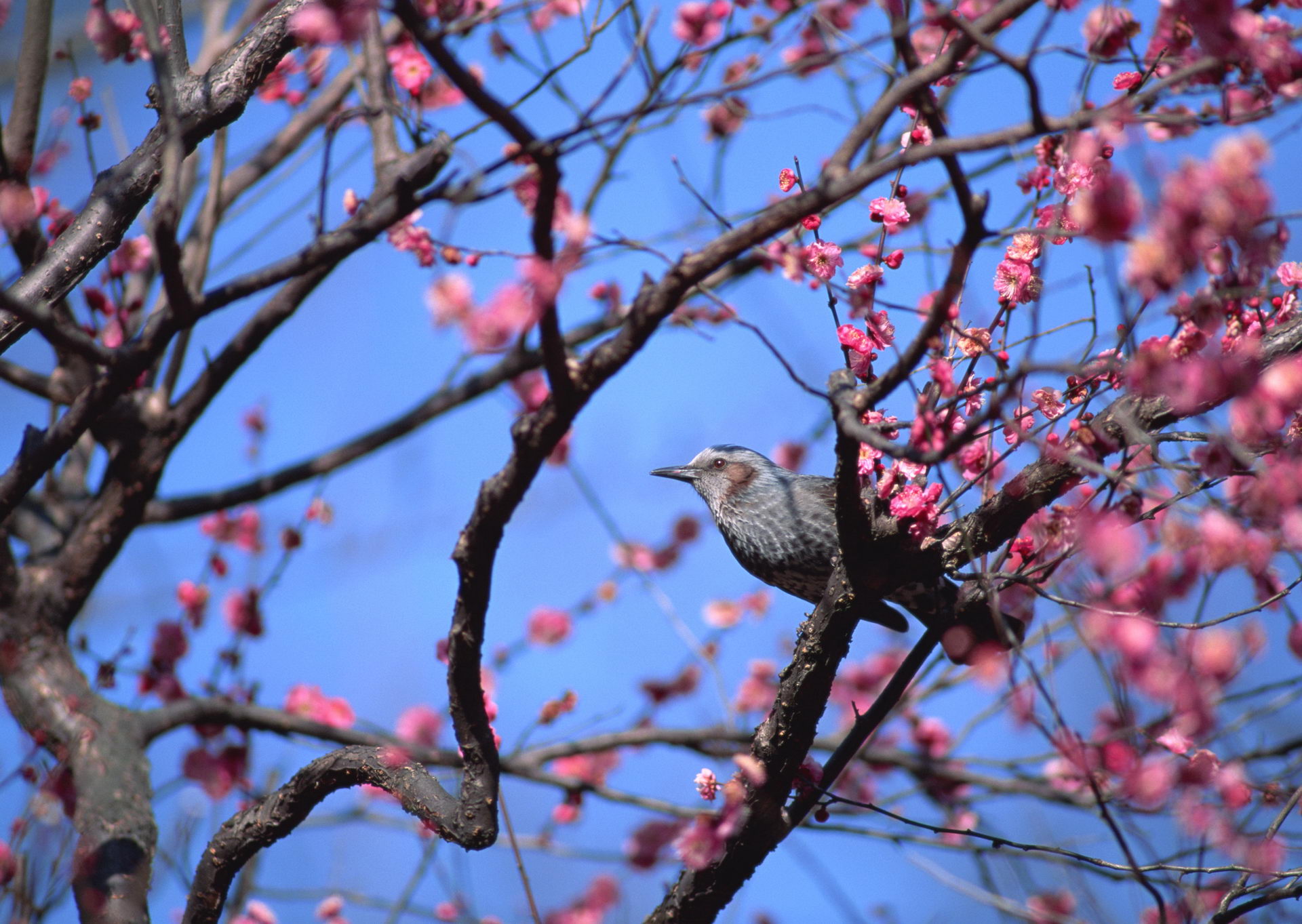 Download mobile wallpaper Bird, Birds, Animal for free.