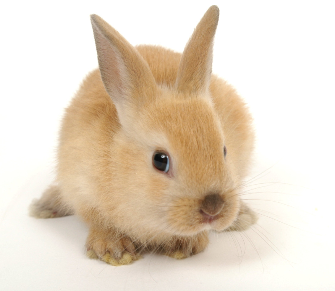 Download mobile wallpaper Animals, Rabbits for free.
