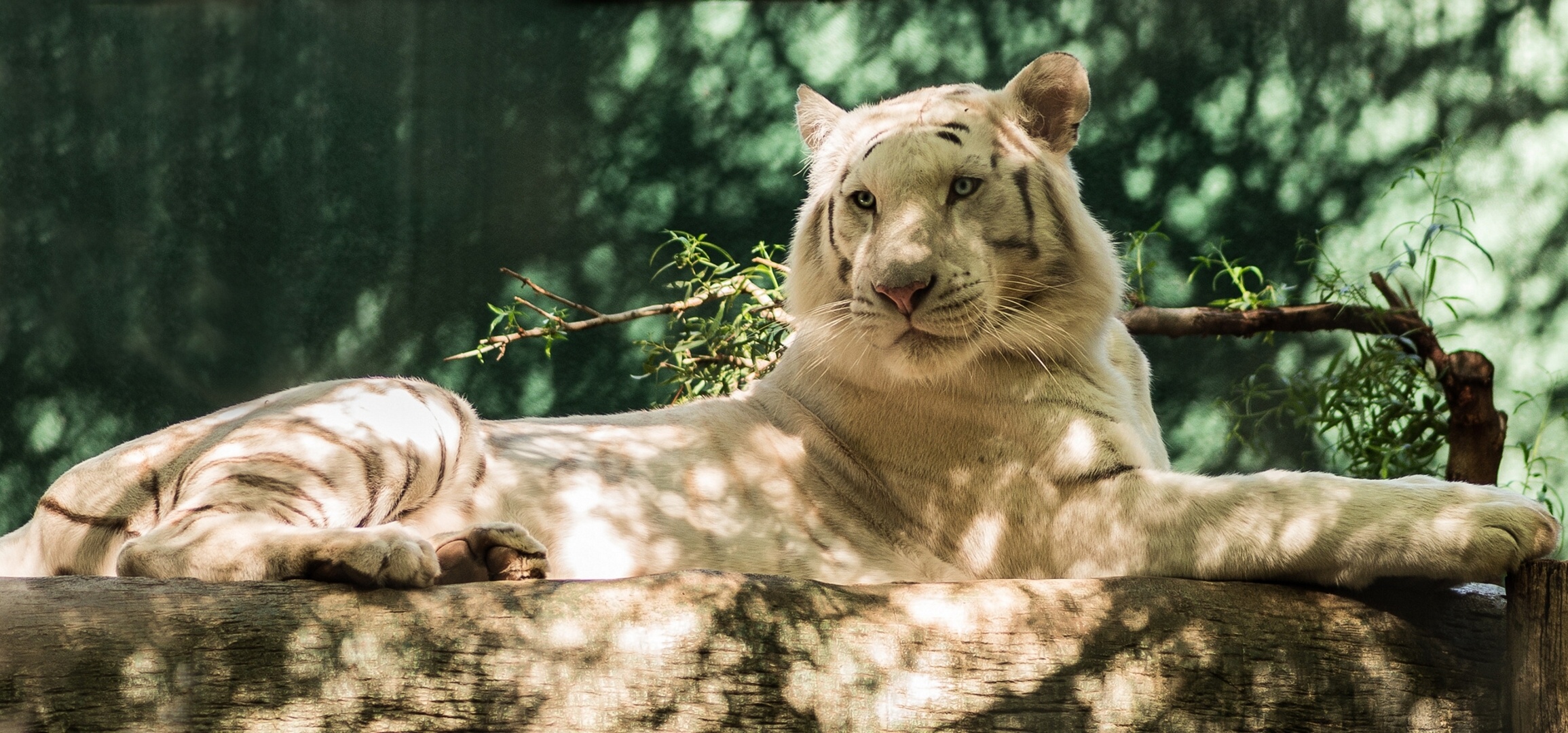 288127 Hintergrundbilder und Weißer Tiger Bilder auf dem Desktop. Laden Sie  Bildschirmschoner kostenlos auf den PC herunter
