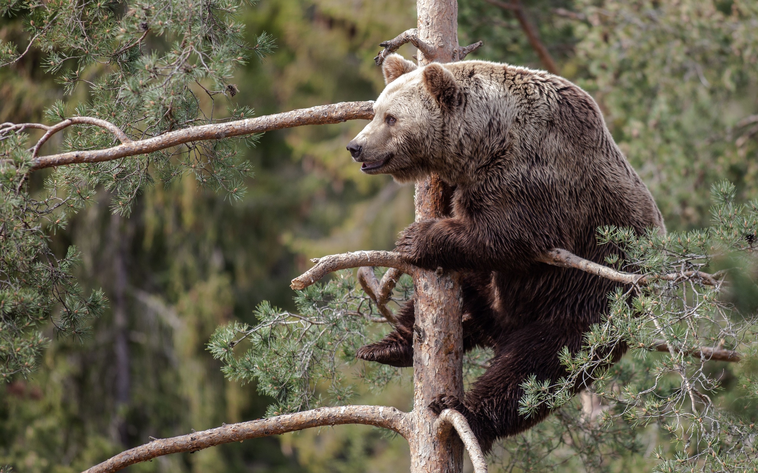 313509 descargar fondo de pantalla animales, oso, pino, árbol, osos: protectores de pantalla e imágenes gratis