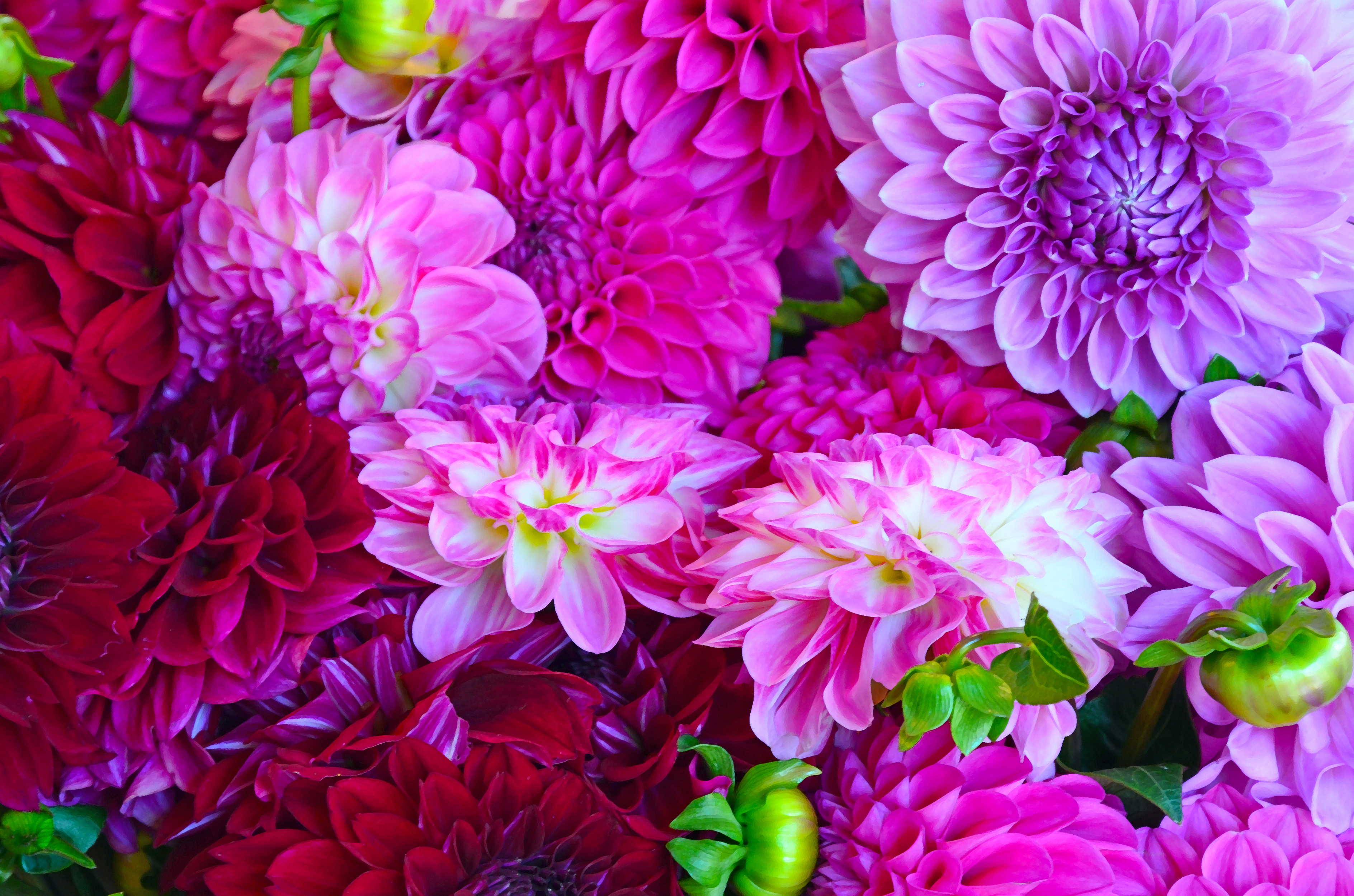 Download mobile wallpaper Nature, Flowers, Flower, Earth, Dahlia, Purple Flower, Red Flower for free.