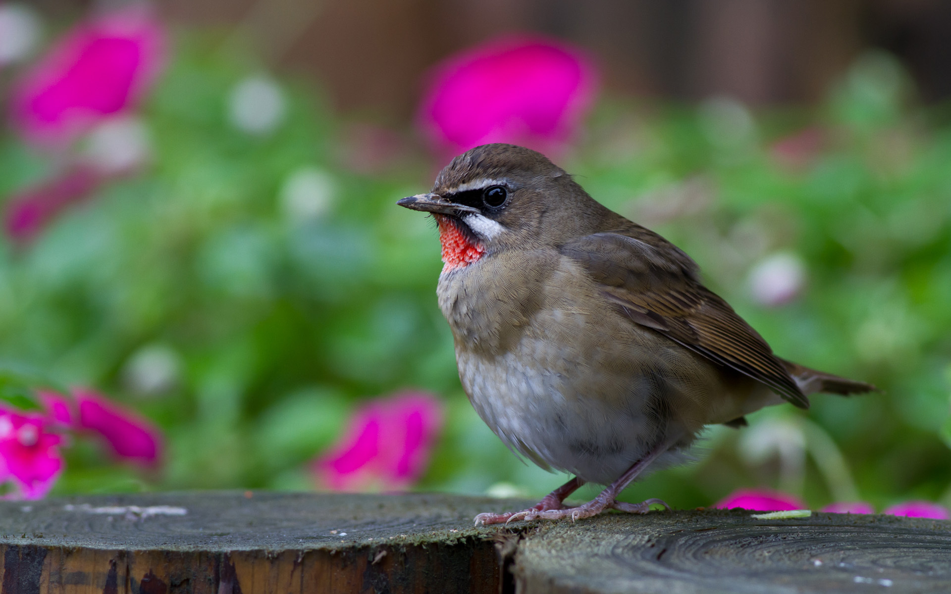 Free download wallpaper Birds, Bird, Animal on your PC desktop