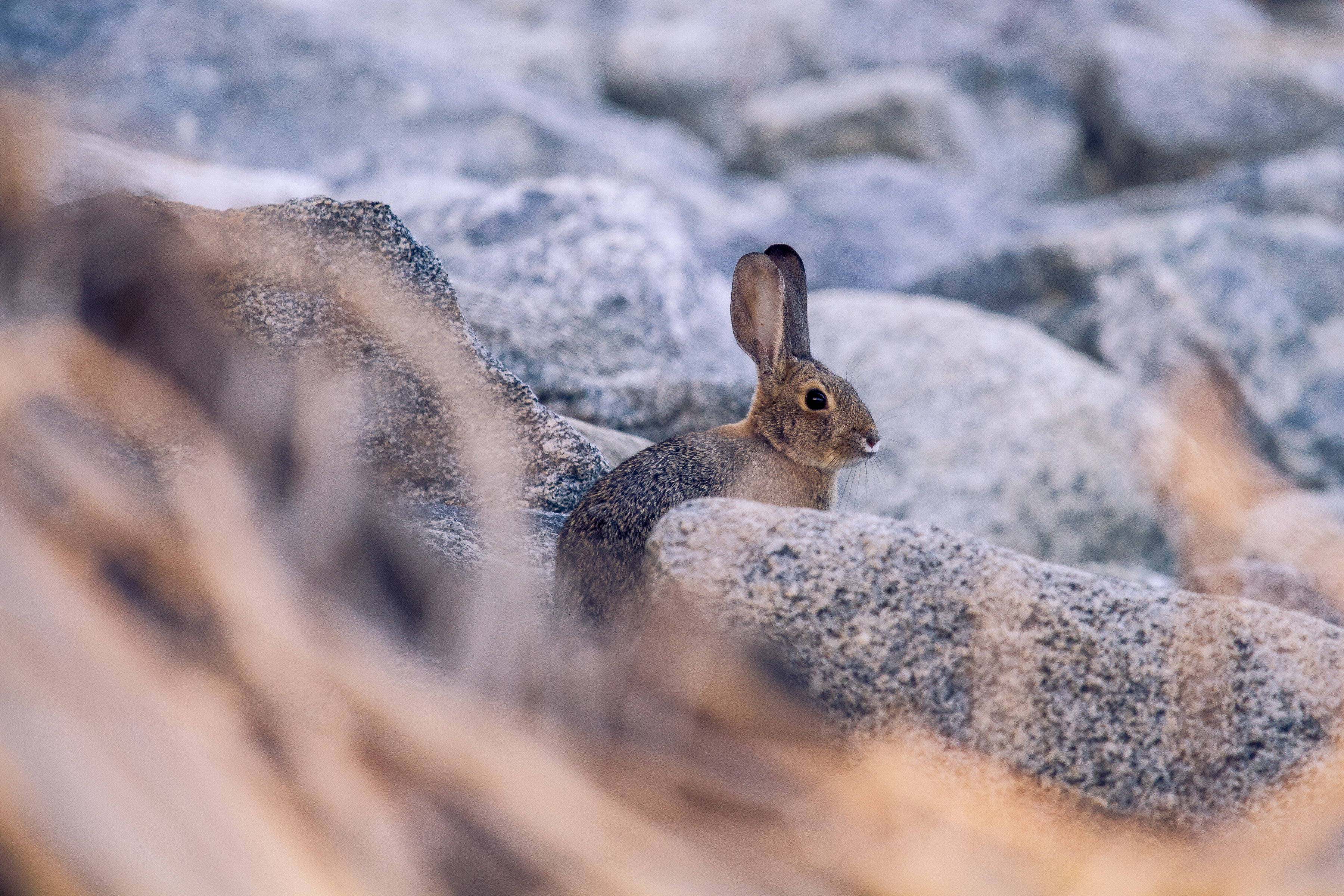 stones, animals, animal, profile, rabbit, hare Smartphone Background