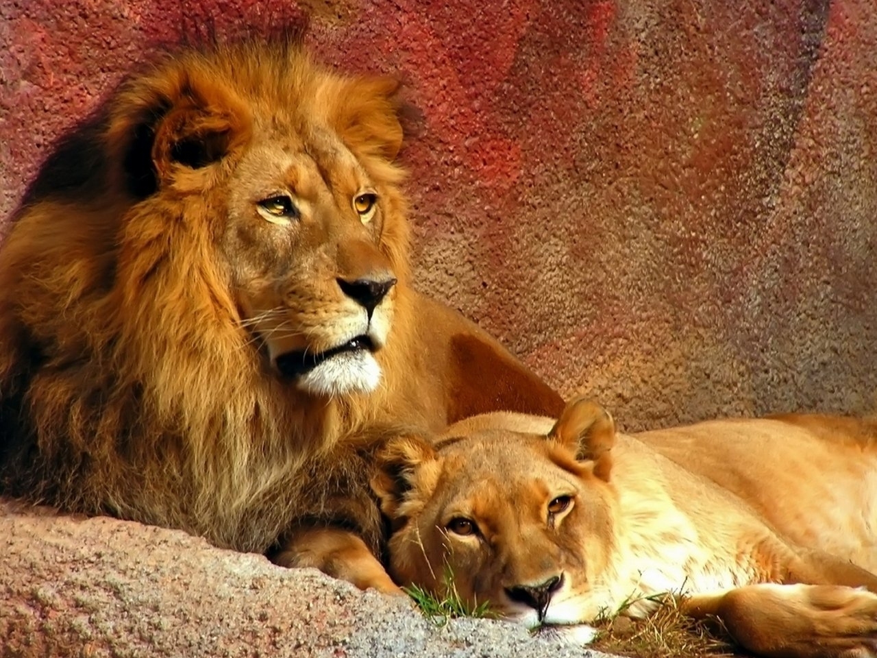 Handy-Wallpaper Tiere, Lions kostenlos herunterladen.