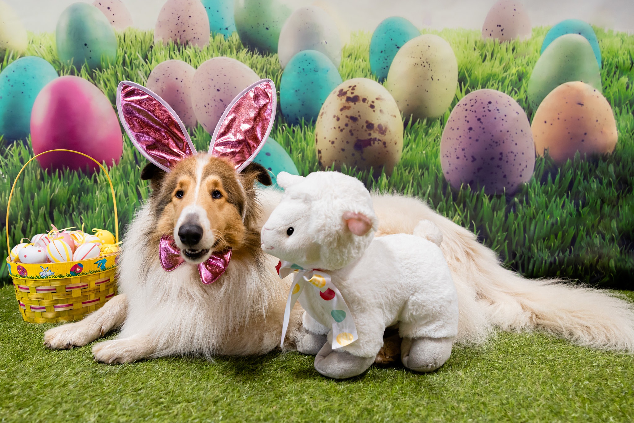 Download mobile wallpaper Dogs, Easter, Dog, Animal, Shetland Sheepdog for free.