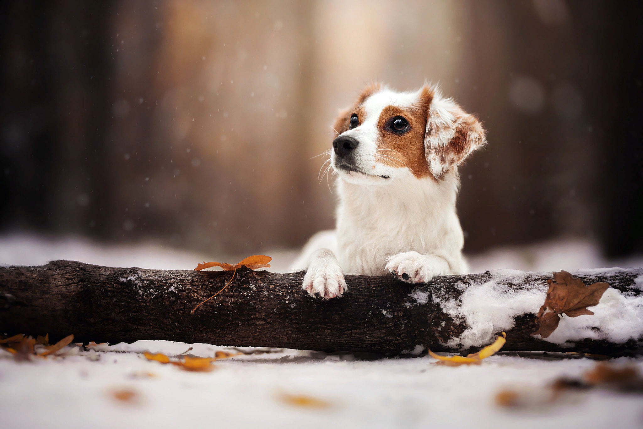 Free download wallpaper Dogs, Snow, Dog, Animal, Log, Kooikerhondje on your PC desktop