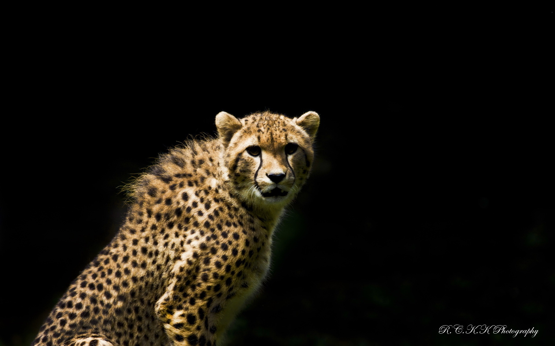 Téléchargez des papiers peints mobile Animaux, Chats, Guépard gratuitement.