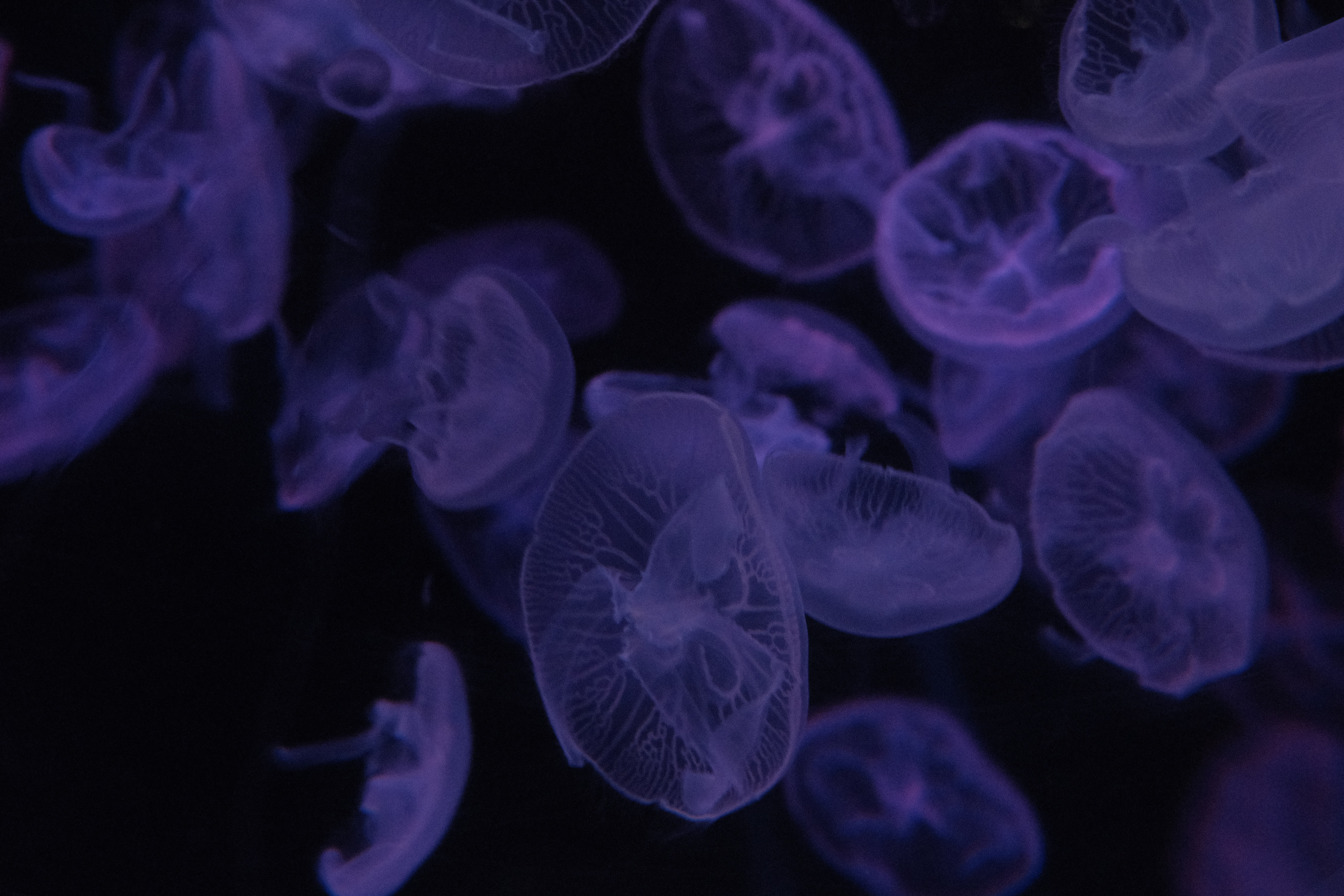69360 завантажити картинку медузи, фіолетовий, темні, темний, красиво, це красиво - шпалери і заставки безкоштовно