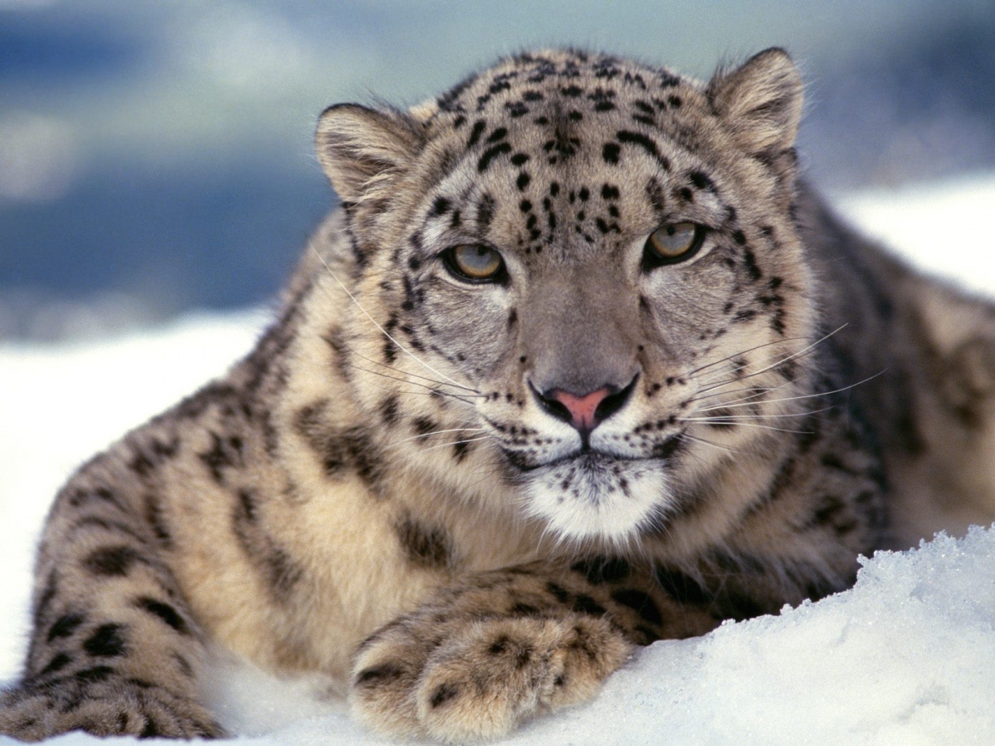 Téléchargez gratuitement l'image Animaux, Snow Leopard sur le bureau de votre PC