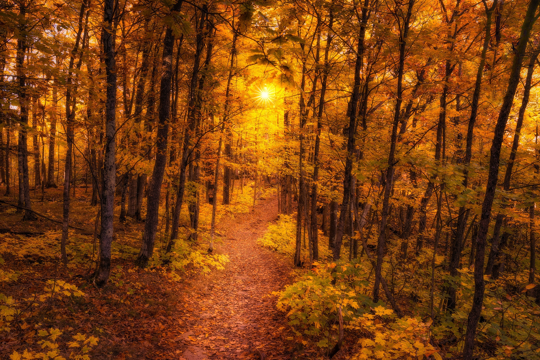 Free download wallpaper Sunset, Forest, Tree, Fall, Earth, Path, Sunbeam on your PC desktop