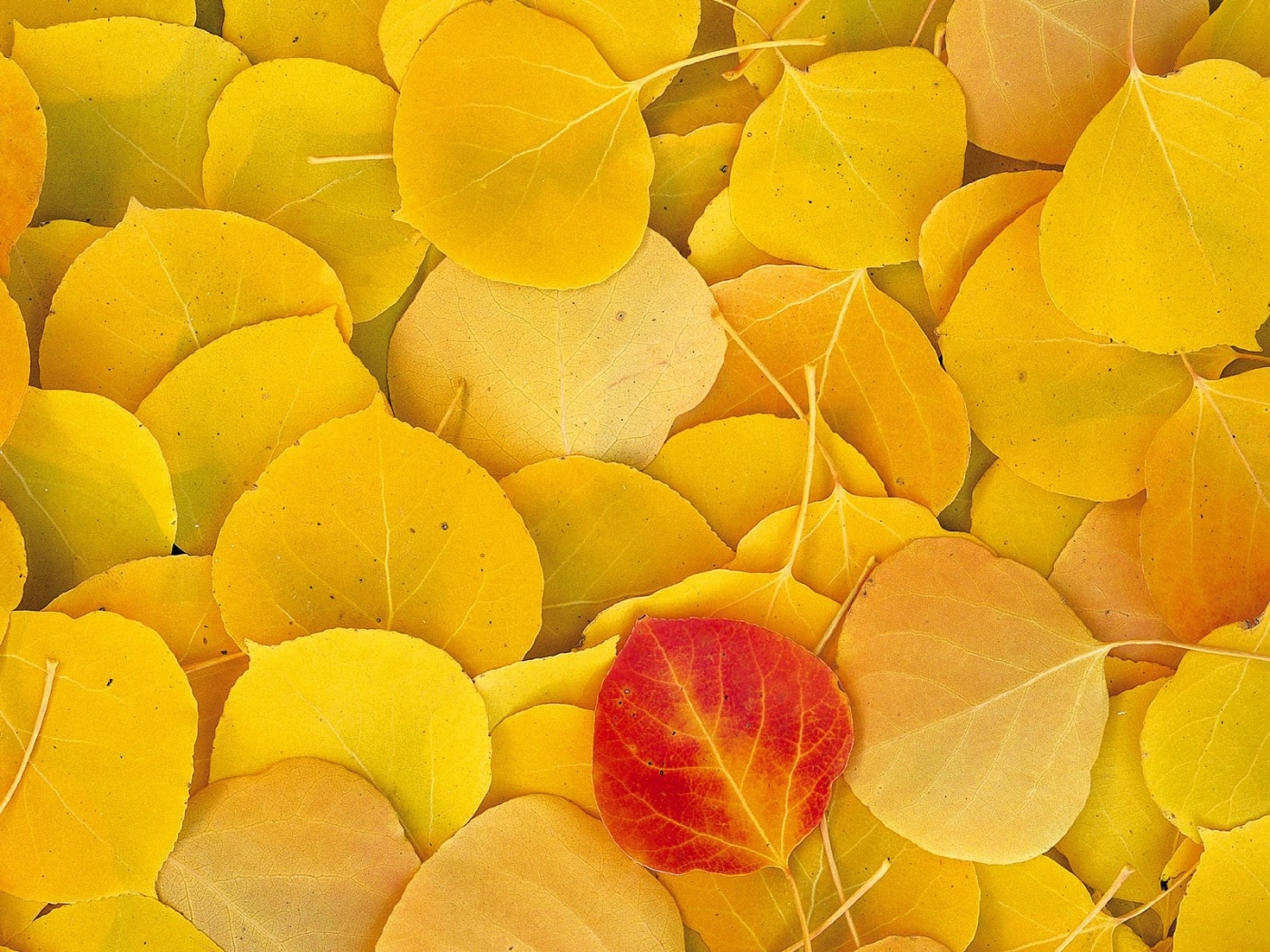 41367 скачать обои листья, фон, осень, желтые - заставки и картинки бесплатно