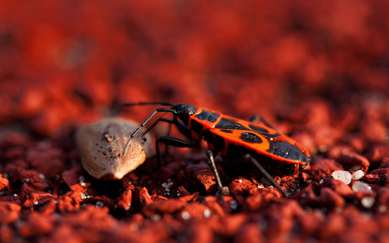 Descarga gratuita de fondo de pantalla para móvil de Animales, Insecto.