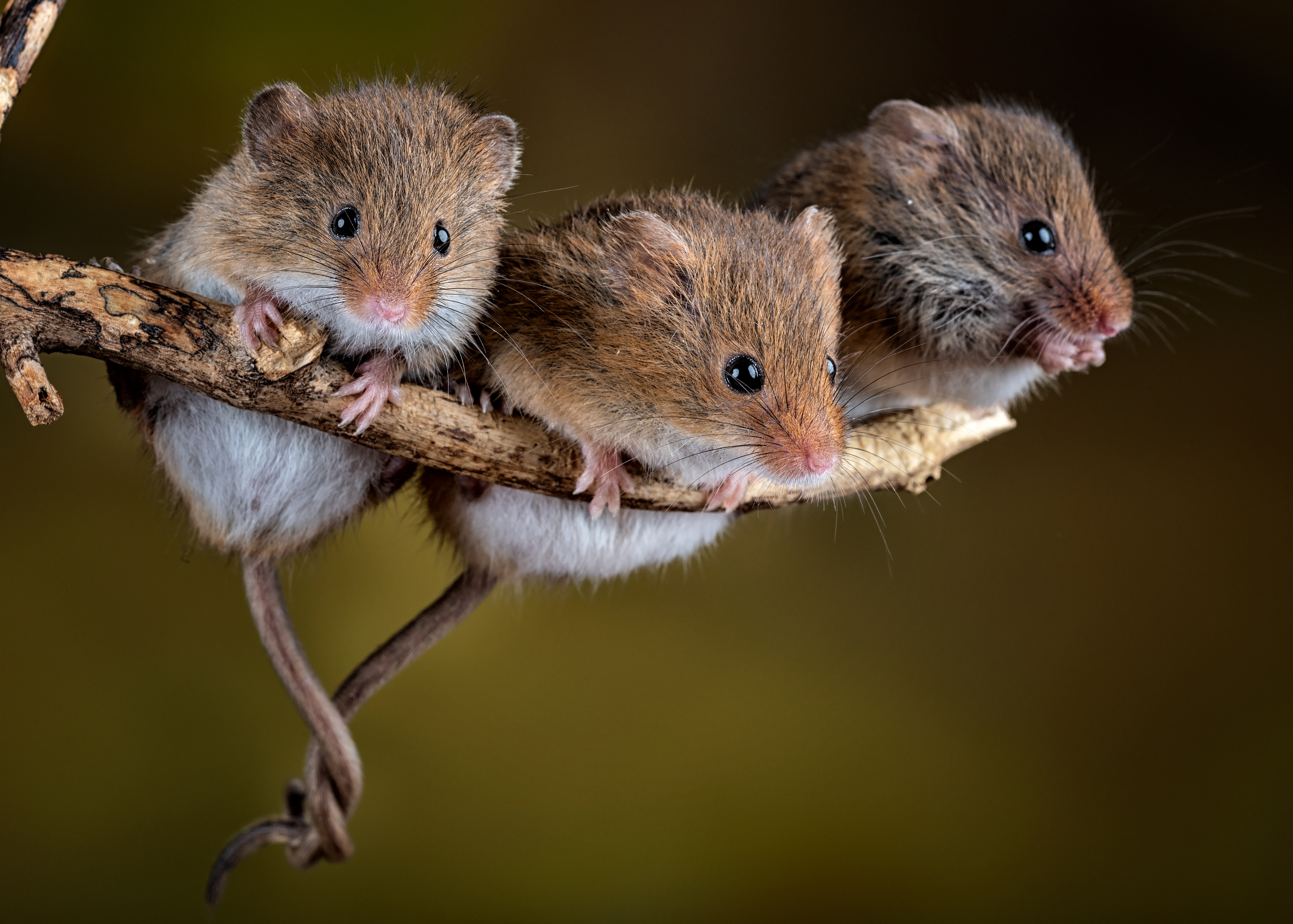 Скачать обои бесплатно Животные, Мышь, Грызун картинка на рабочий стол ПК