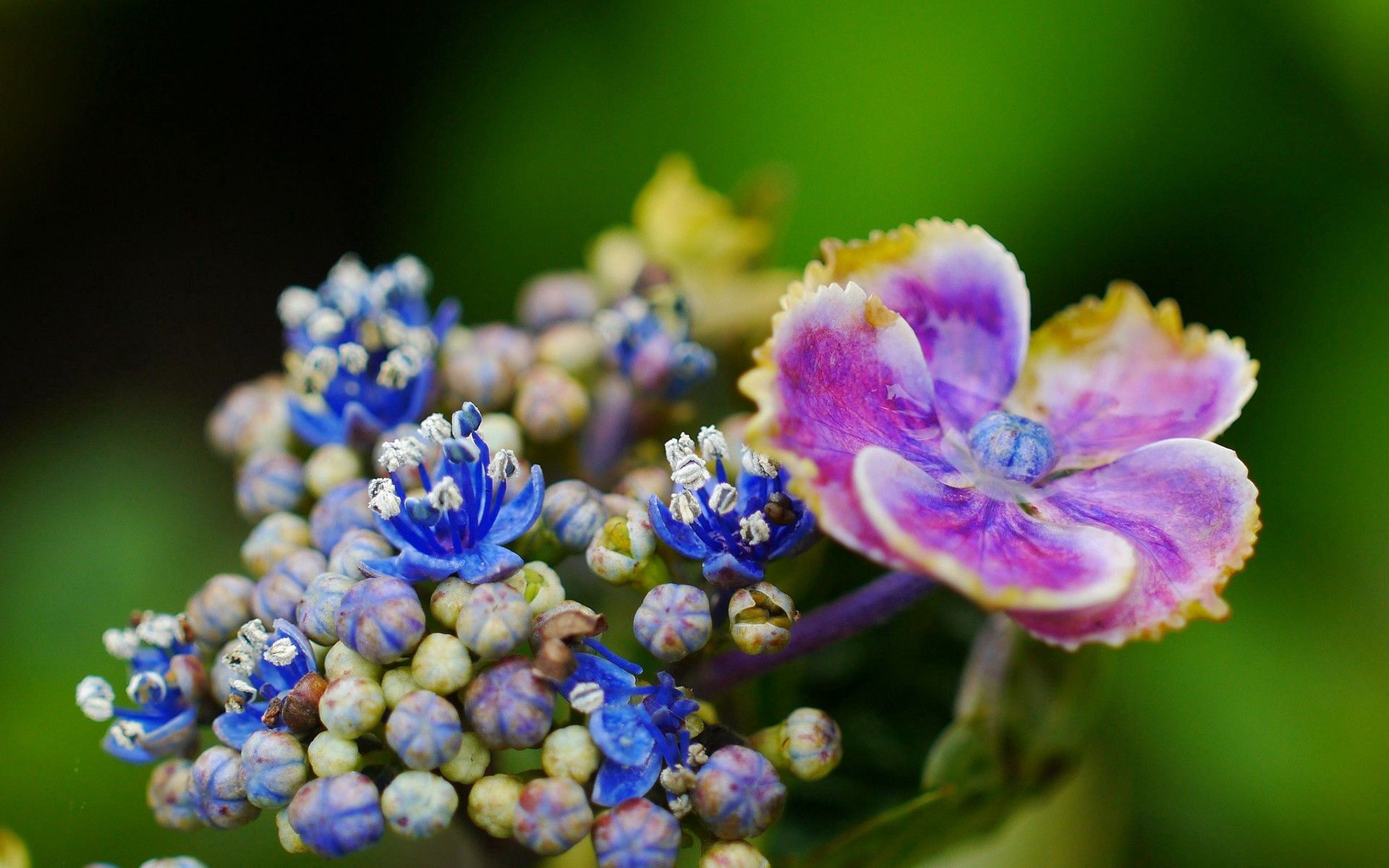 Laden Sie das Blume, Makro, Flecken, Spots, Pflanze, Blütenblätter-Bild kostenlos auf Ihren PC-Desktop herunter