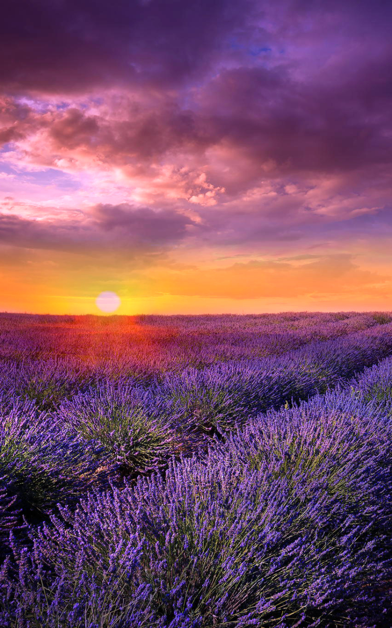 Download mobile wallpaper Flowers, Flower, Sunrise, Earth, Lavender, Purple Flower for free.