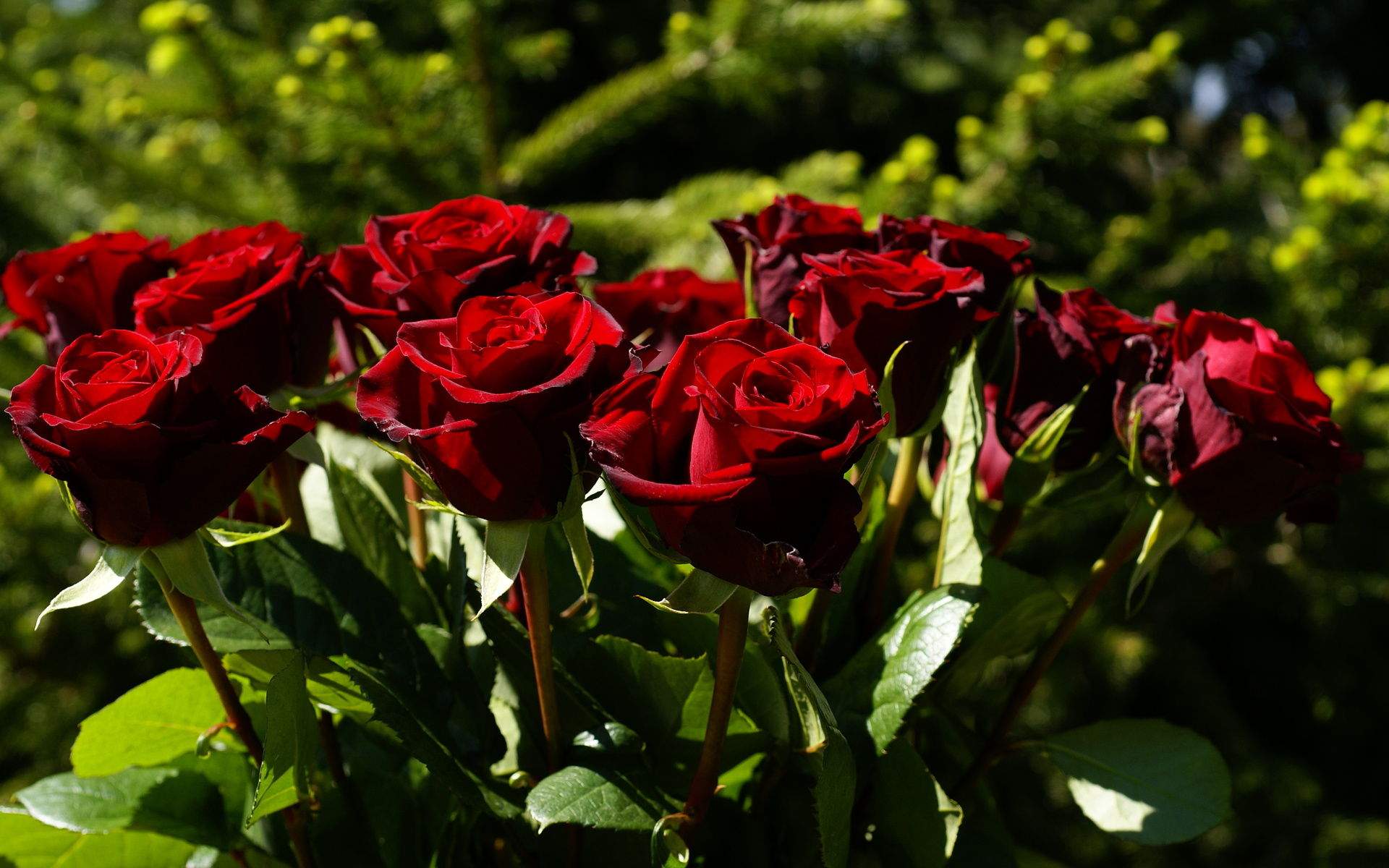 Laden Sie das Blumen, Rose, Erde/natur-Bild kostenlos auf Ihren PC-Desktop herunter