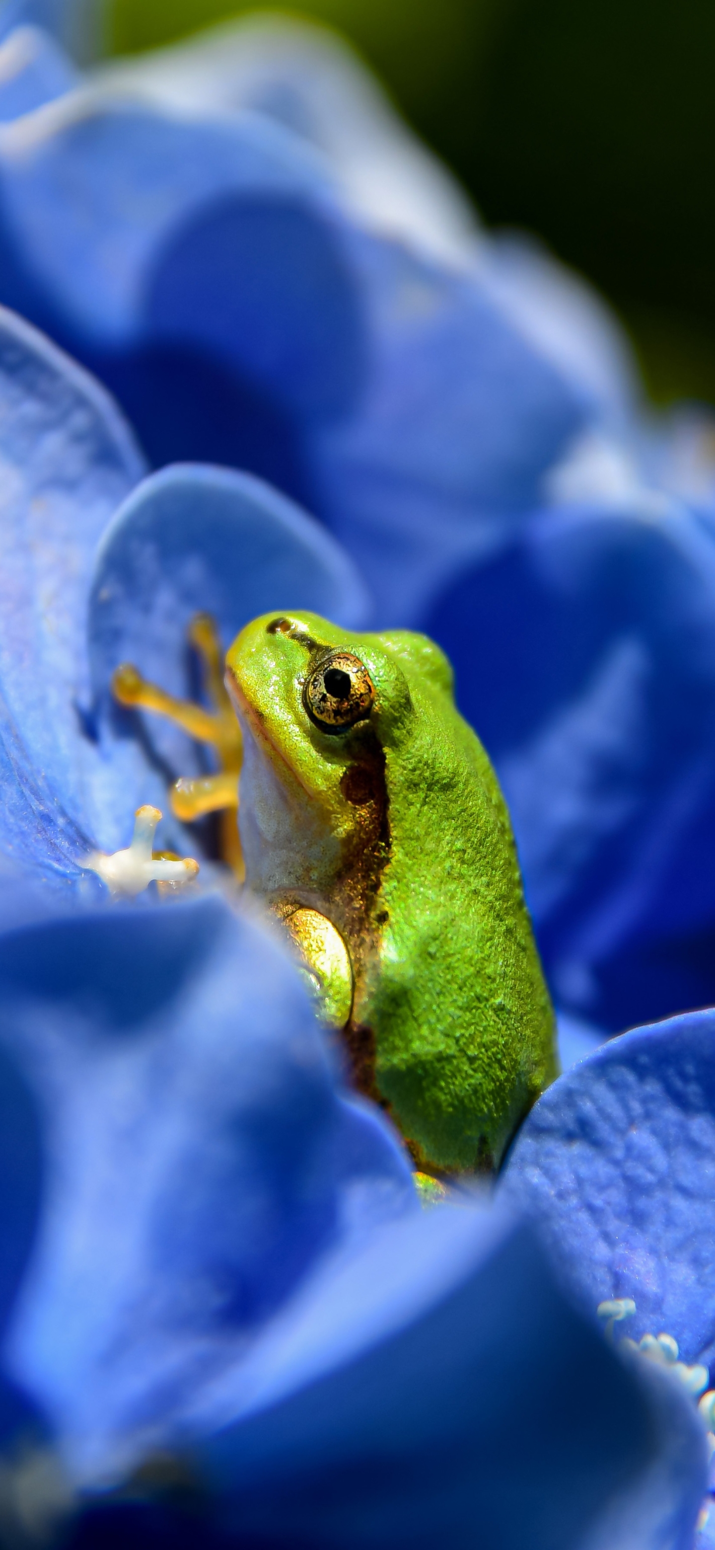 Laden Sie das Tiere, Frösche, Frosch, Amphibie, Blaue Blume-Bild kostenlos auf Ihren PC-Desktop herunter
