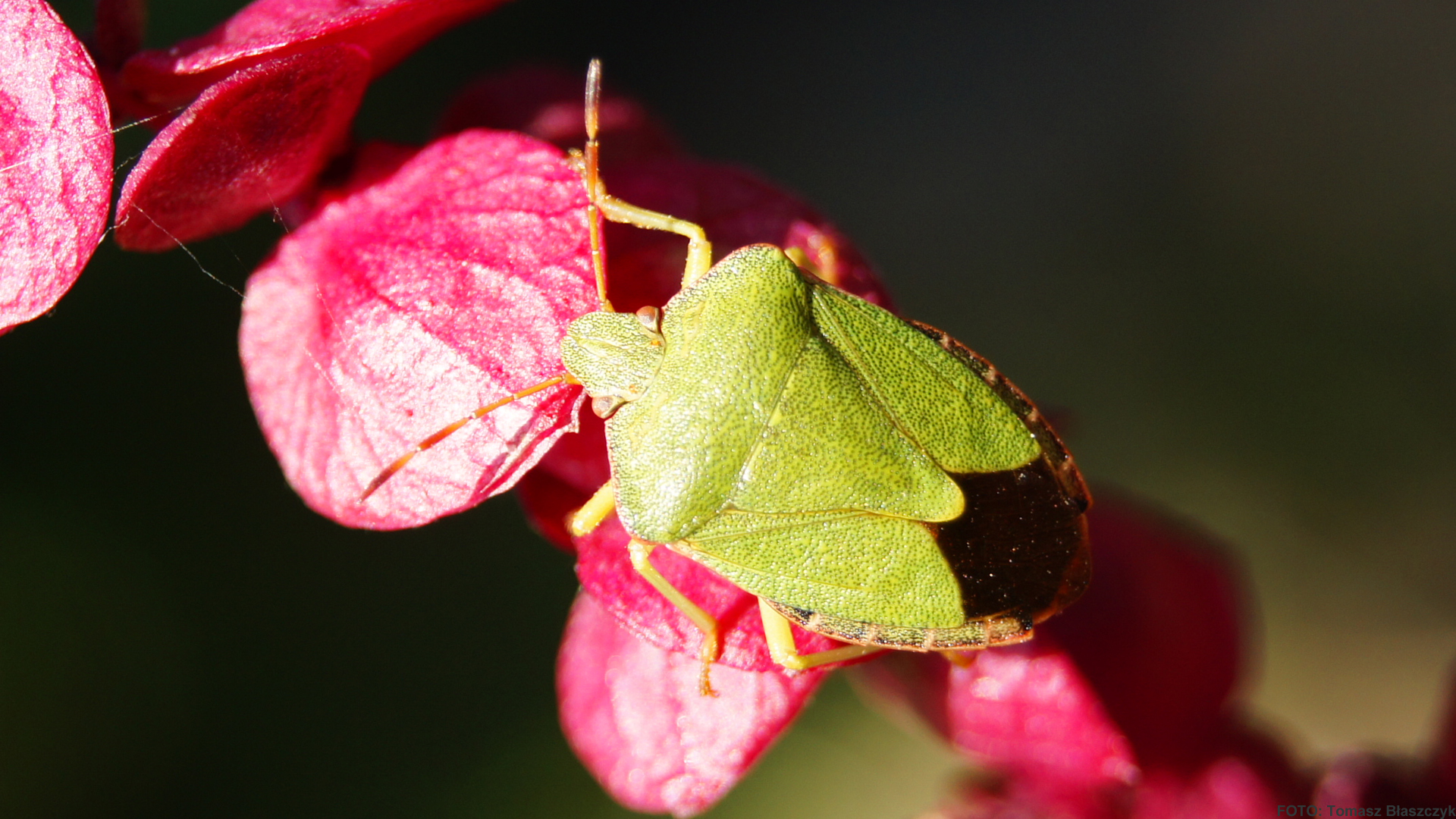 Téléchargez des papiers peints mobile Animaux, Insecte gratuitement.