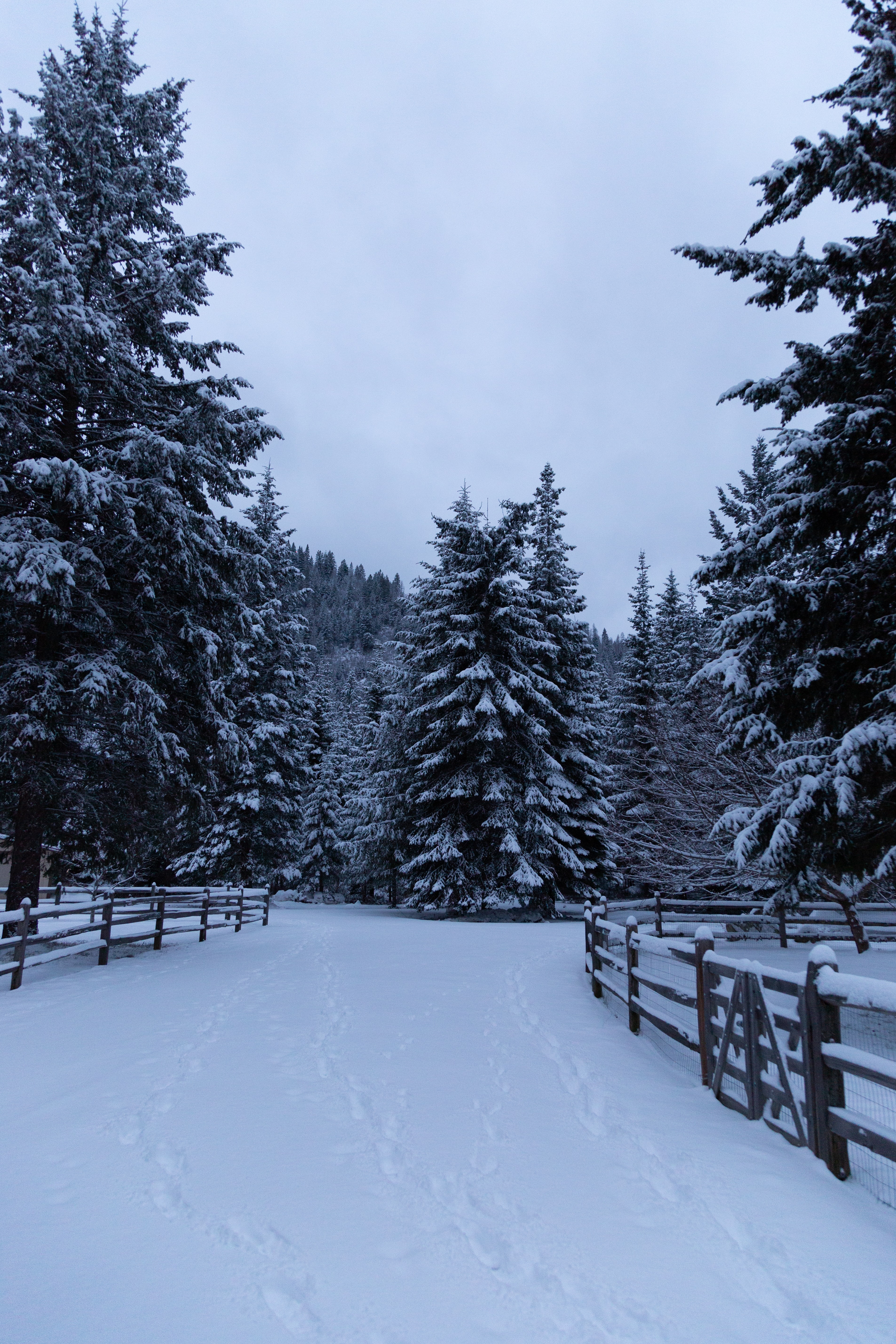 Handy-Wallpaper Schnee, Zaun, Bäume, Natur, Winter, Tannenbaum kostenlos herunterladen.
