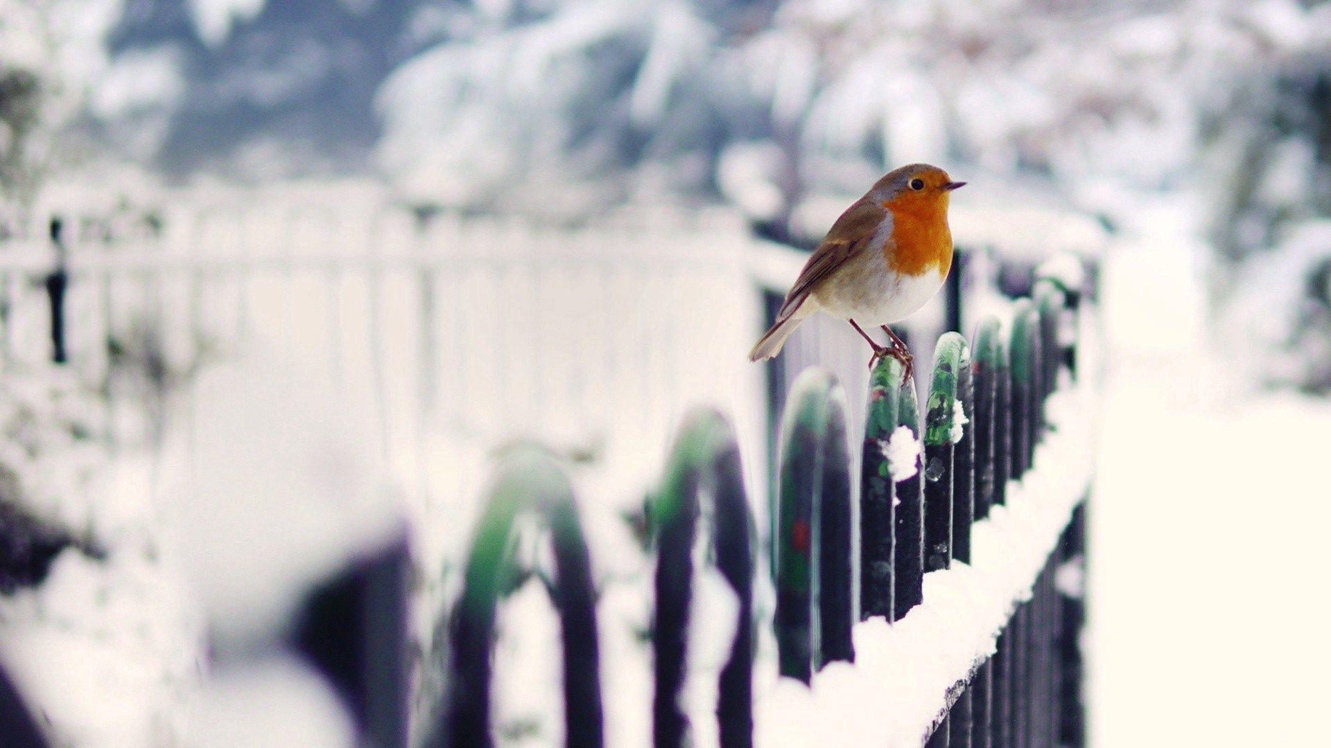 Download mobile wallpaper Snow, Animals, Fence, Winter, Bird for free.