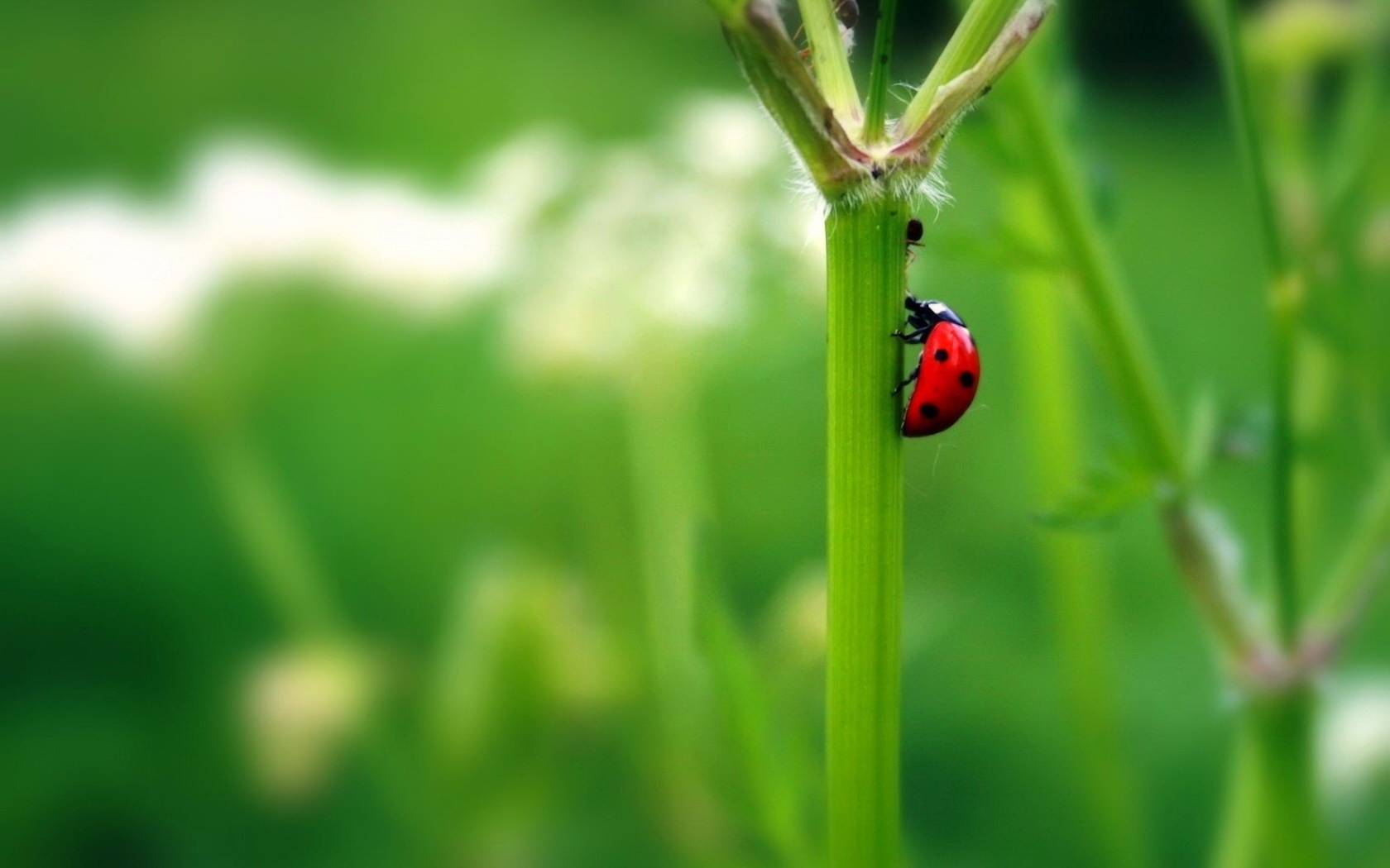 Laden Sie das Marienkäfer, Insekten-Bild kostenlos auf Ihren PC-Desktop herunter
