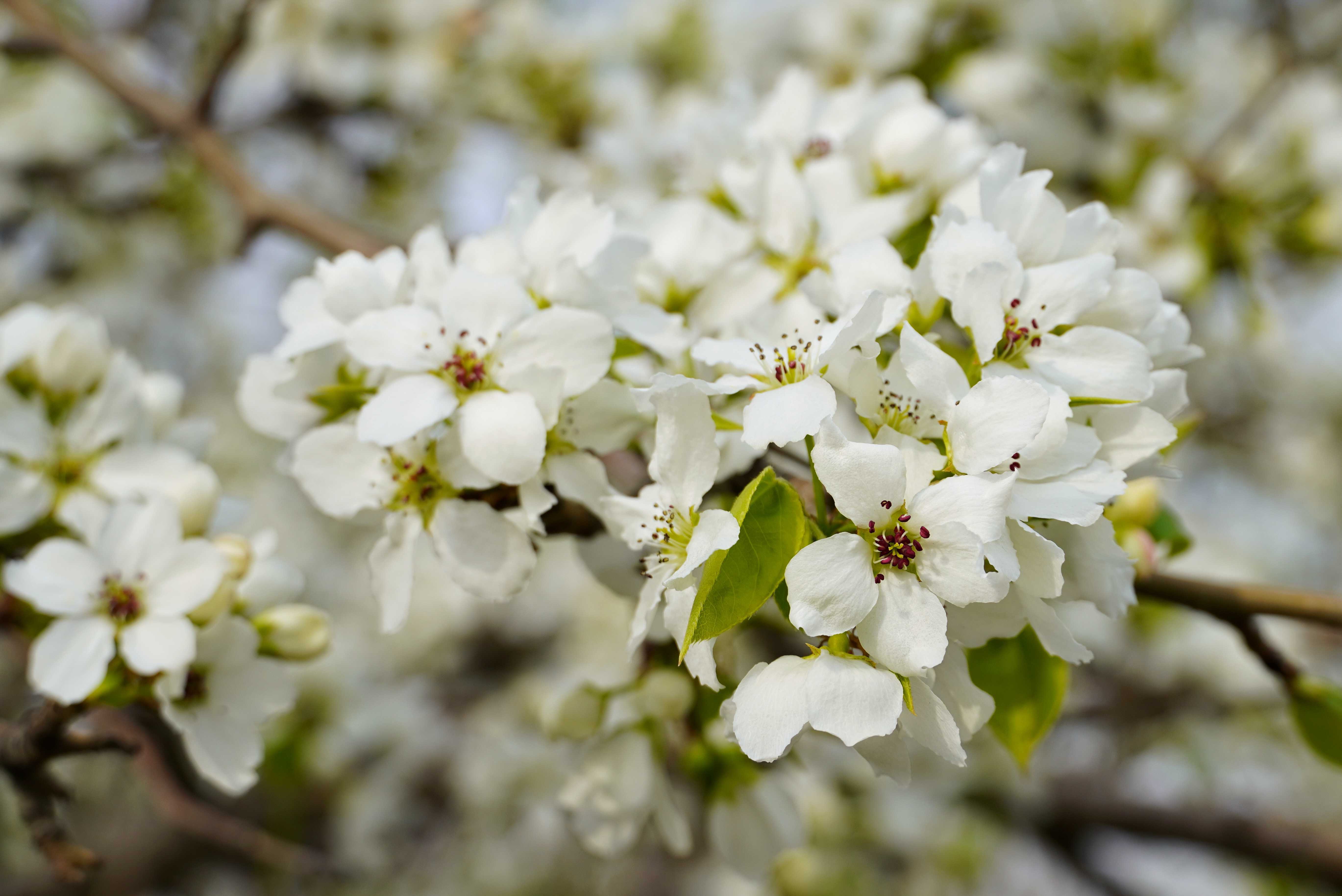 Laden Sie das Blumen, Blüte, Erde/natur-Bild kostenlos auf Ihren PC-Desktop herunter