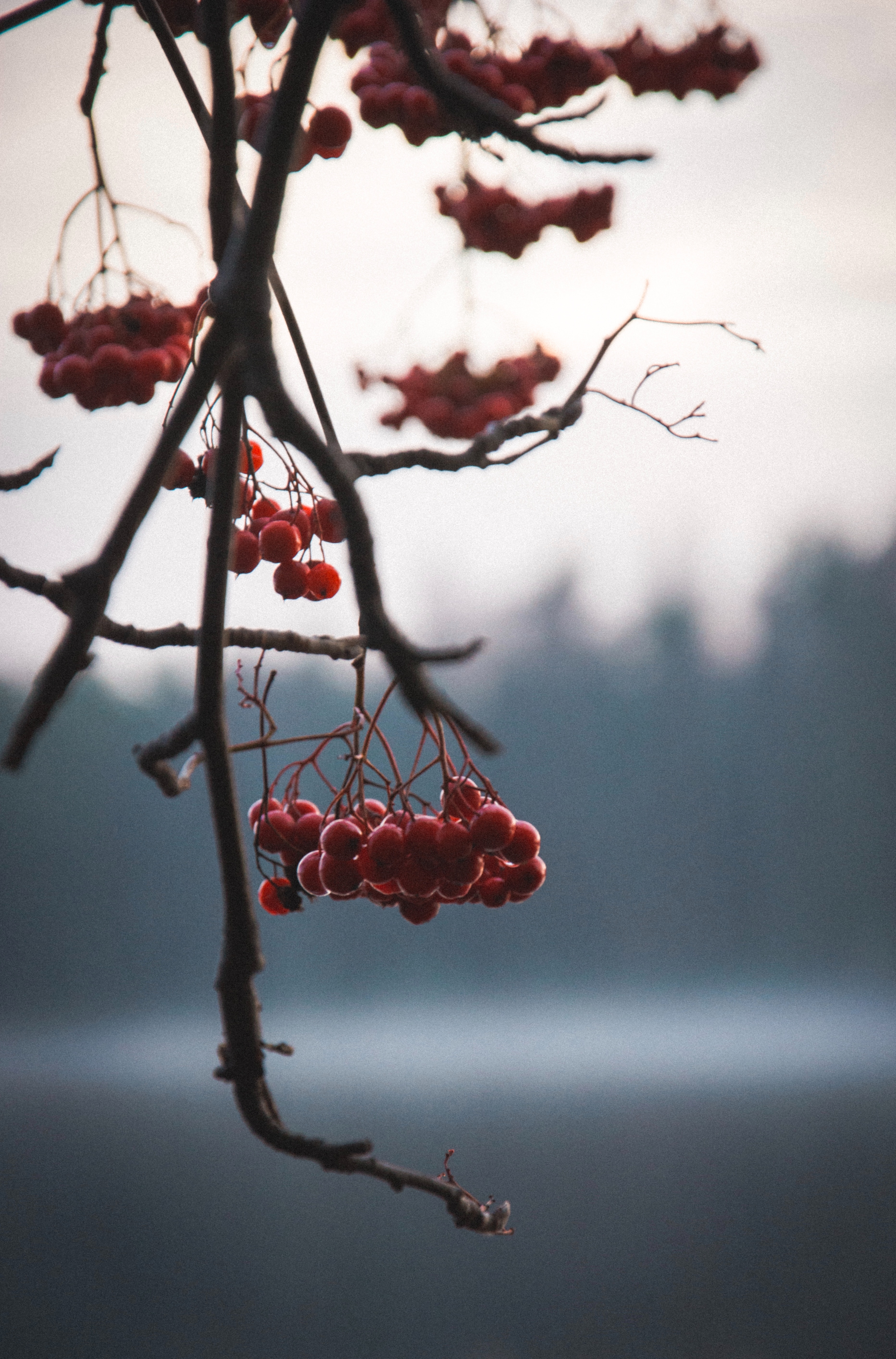 Download mobile wallpaper Branches, Plant, Berries, Nature for free.