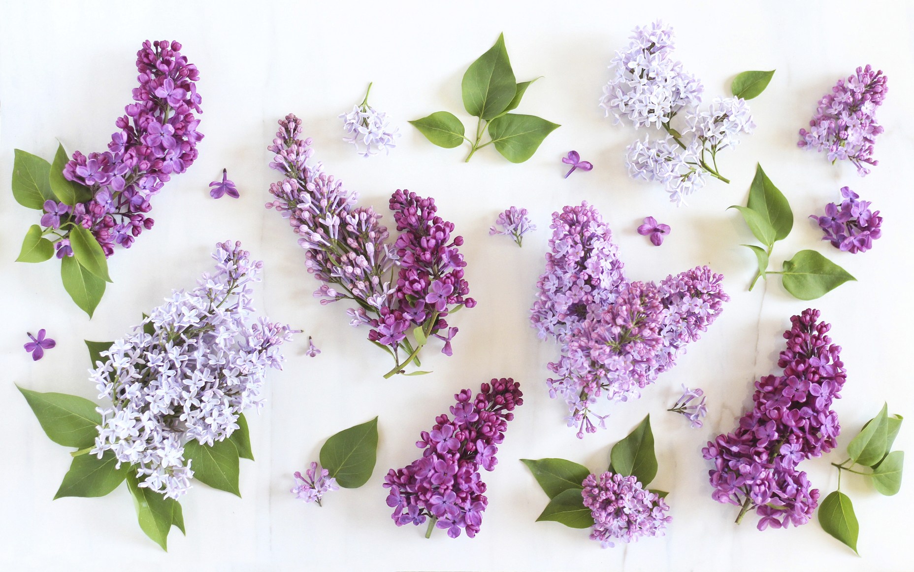 無料モバイル壁紙葉, ライラック, 花, マンメイド, 紫色の花をダウンロードします。
