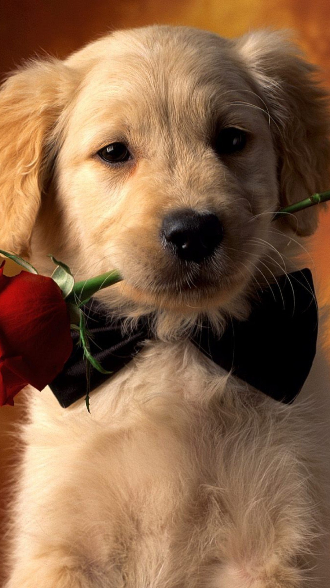 Download mobile wallpaper Dogs, Animal, Puppy, Golden Retriever, Cute, Red Rose for free.