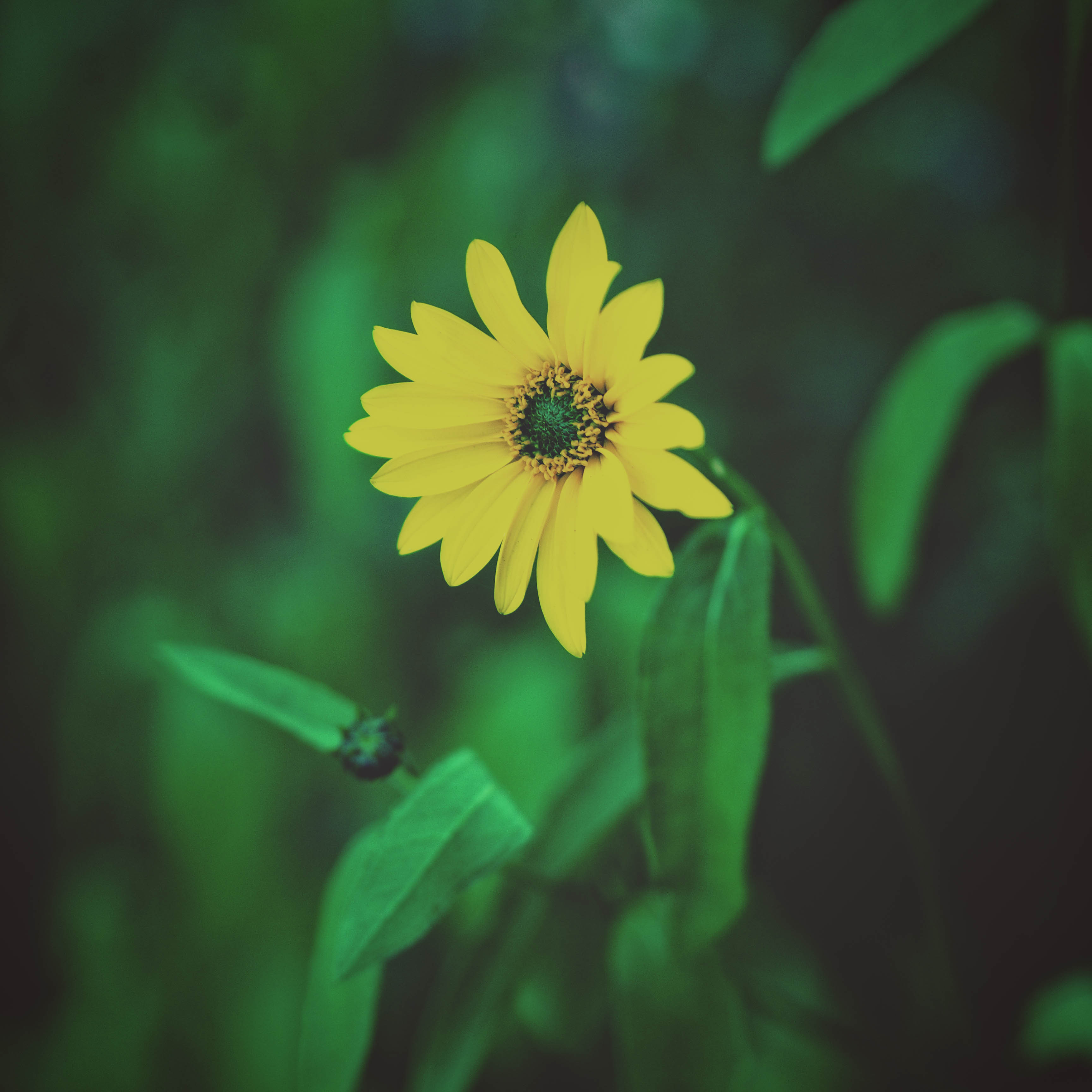 Laden Sie das Unschärfe, Glatt, Blumenbeet, Blume, Laub, Blumen-Bild kostenlos auf Ihren PC-Desktop herunter