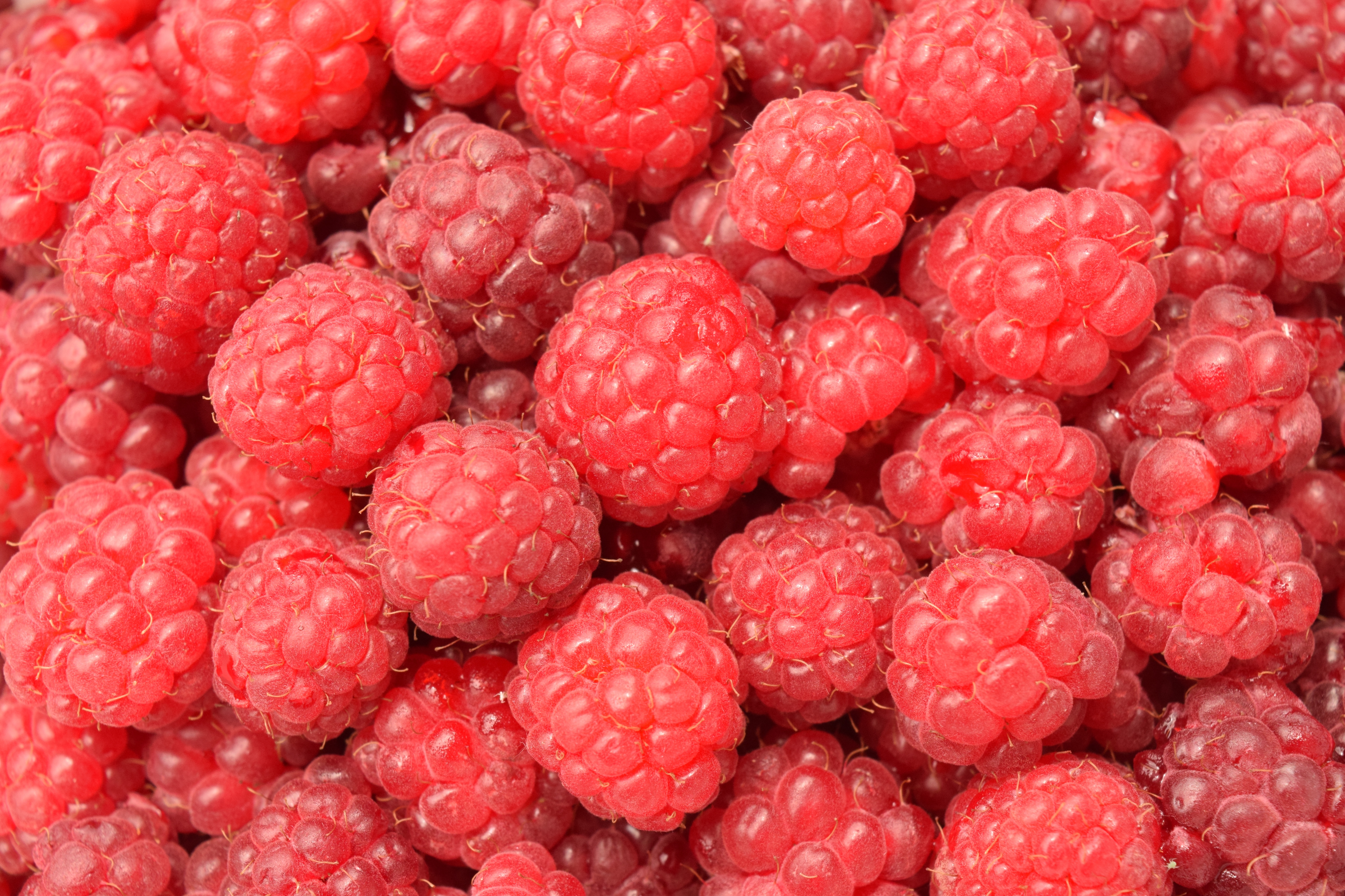 food, raspberry, berries, ripe, lots of, multitude