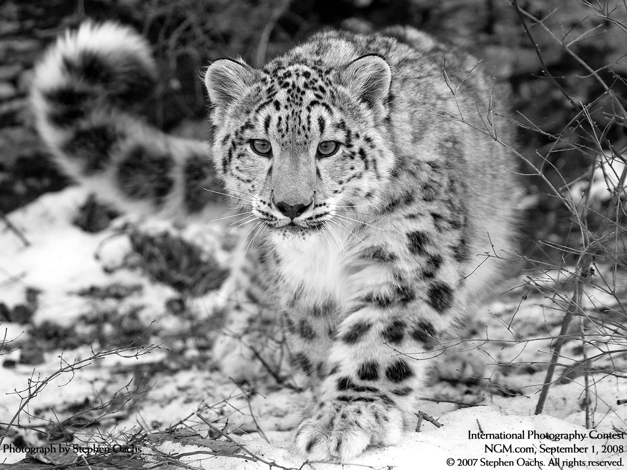 Téléchargez des papiers peints mobile Animaux, Snow Leopard gratuitement.