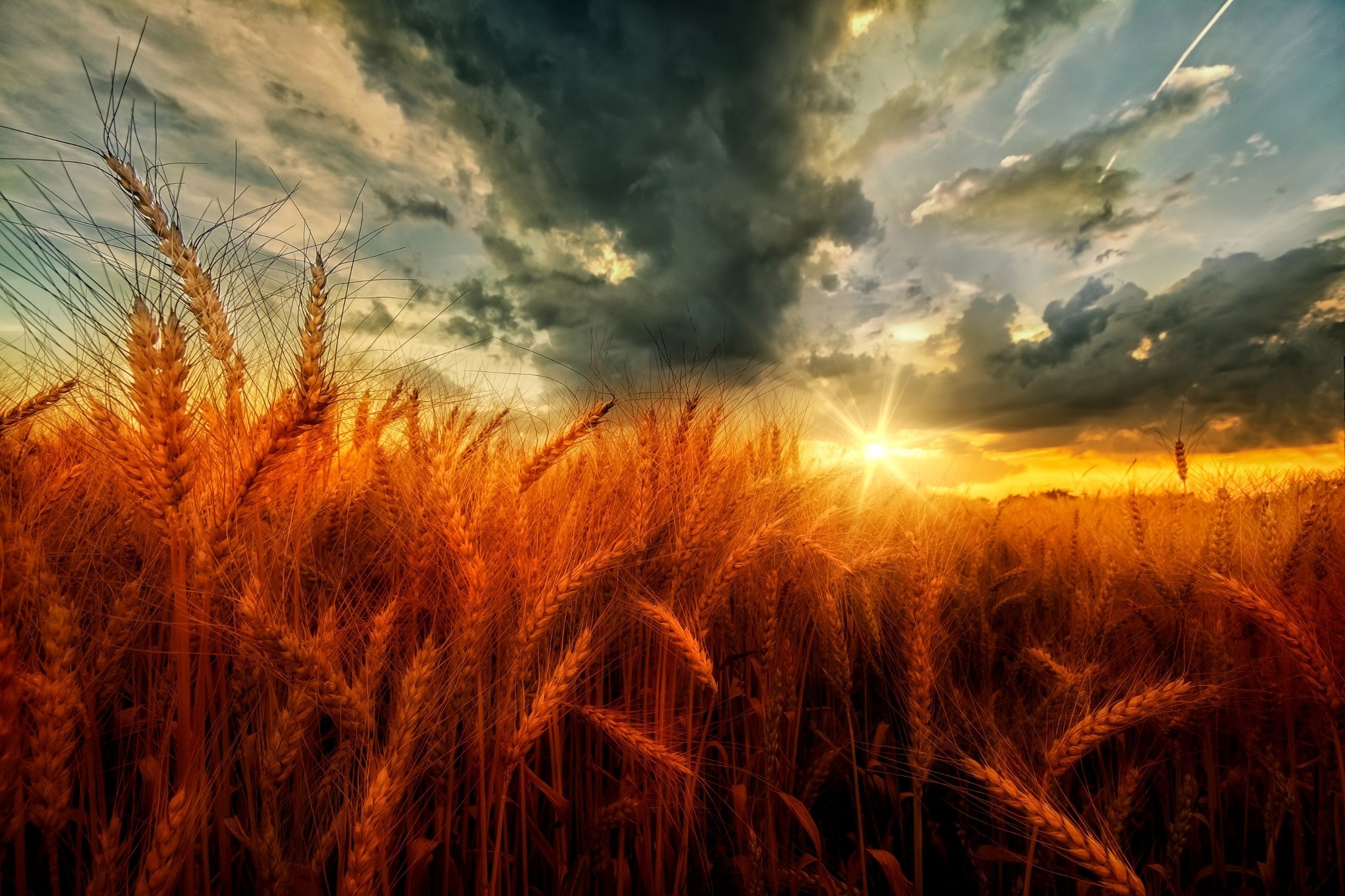 Завантажити шпалери безкоштовно Пшениця, Земля, Поле, Хмара, Захід Сонця картинка на робочий стіл ПК