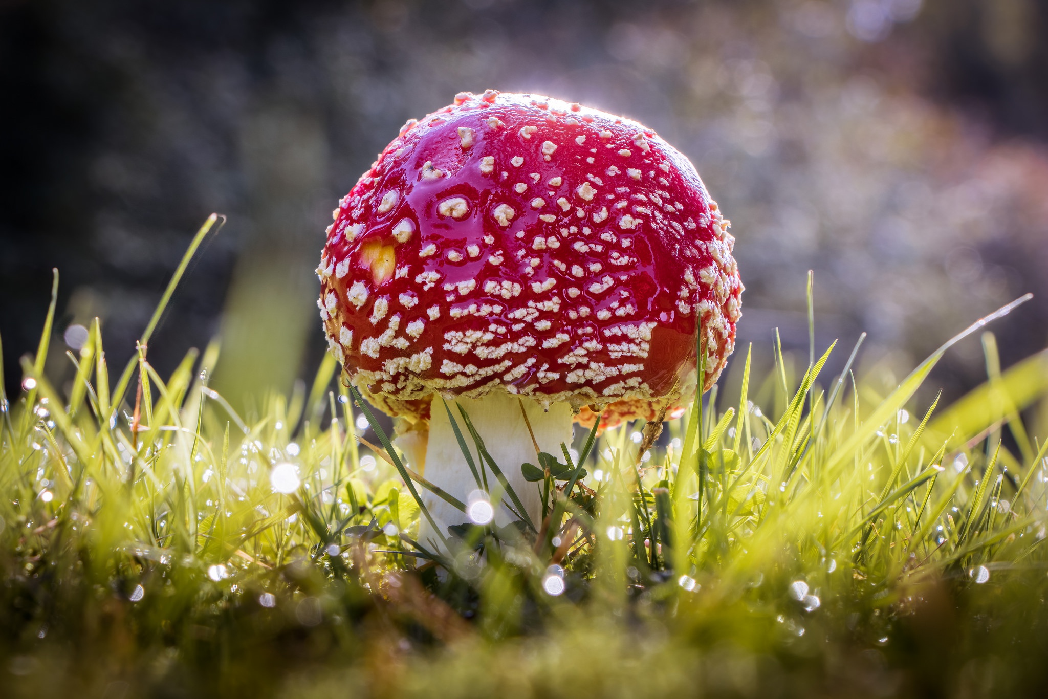 Téléchargez des papiers peints mobile Macro, Champignon, La Nature, Terre/nature gratuitement.