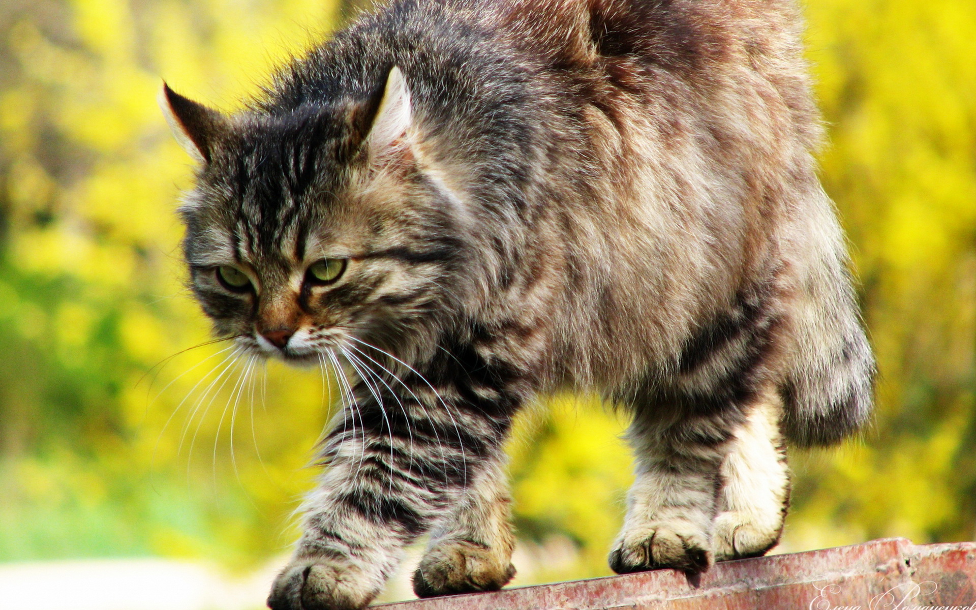 Descarga gratuita de fondo de pantalla para móvil de Animales, Gatos, Gato.