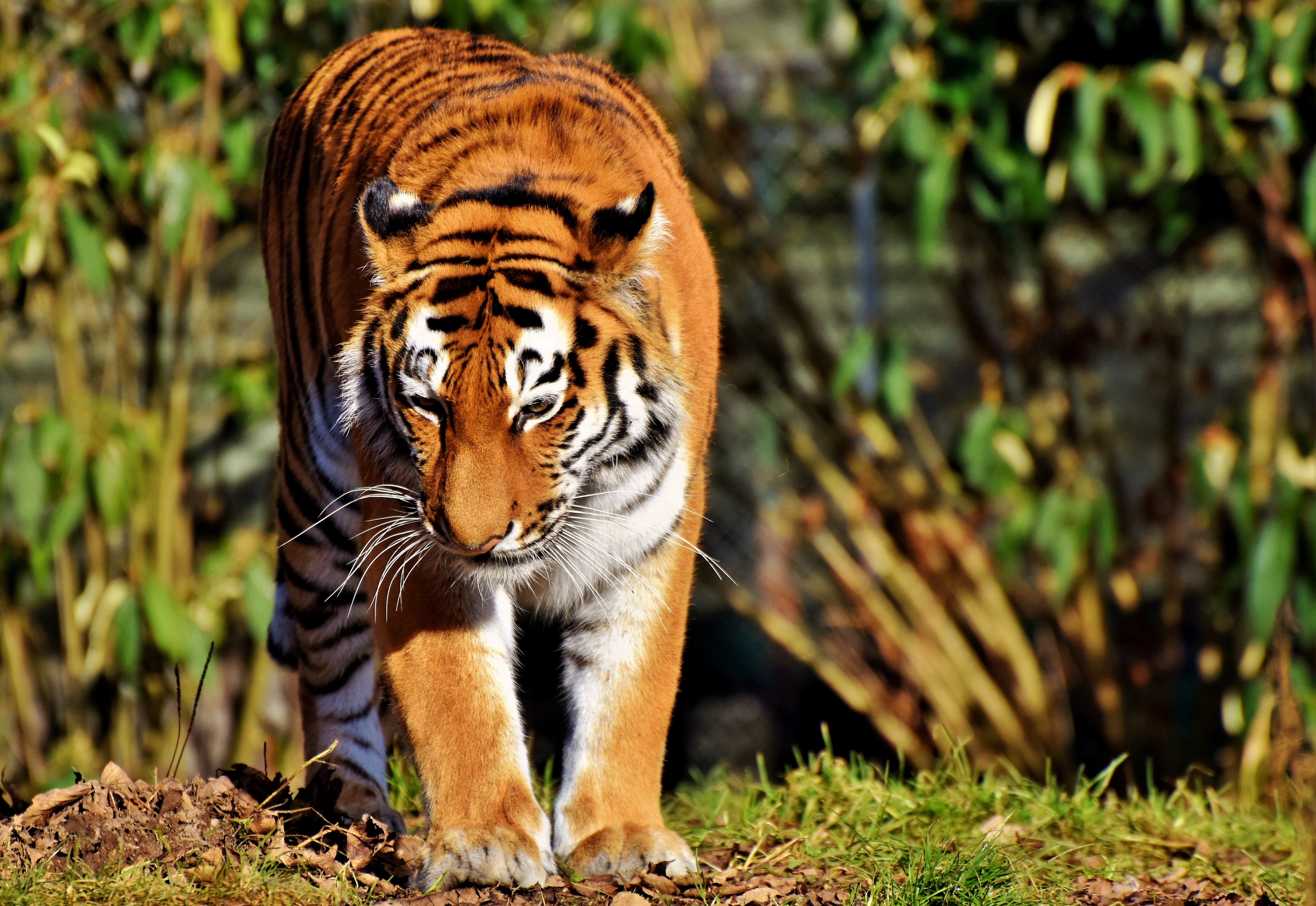 PCデスクトップに動物, プレデター, 大きな猫, ビッグキャット, 散歩, 捕食者, 虎画像を無料でダウンロード