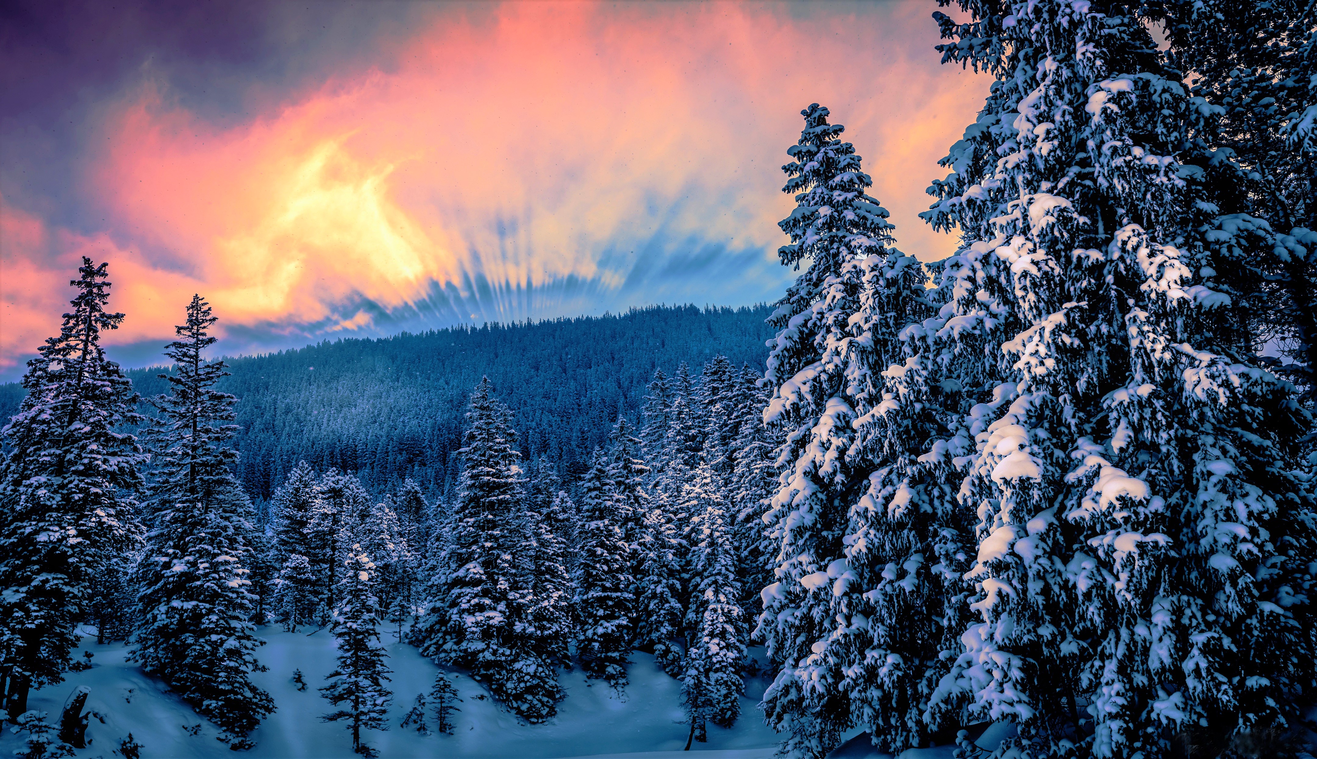 Завантажити шпалери безкоштовно Зима, Небо, Сніг, Ліс, Дерево, Земля, Захід Сонця картинка на робочий стіл ПК
