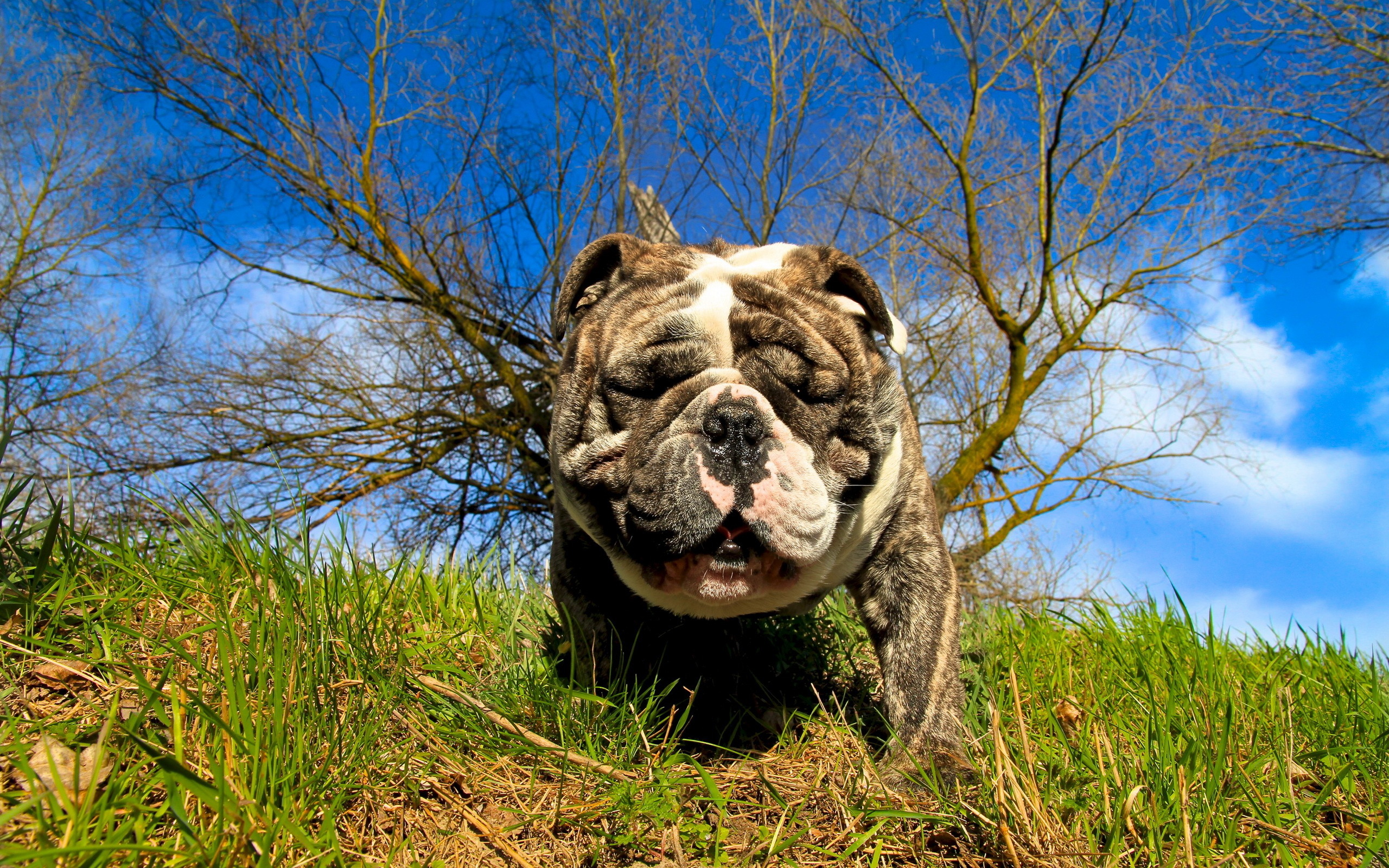 Téléchargez des papiers peints mobile Chiens, Chien, Animaux gratuitement.