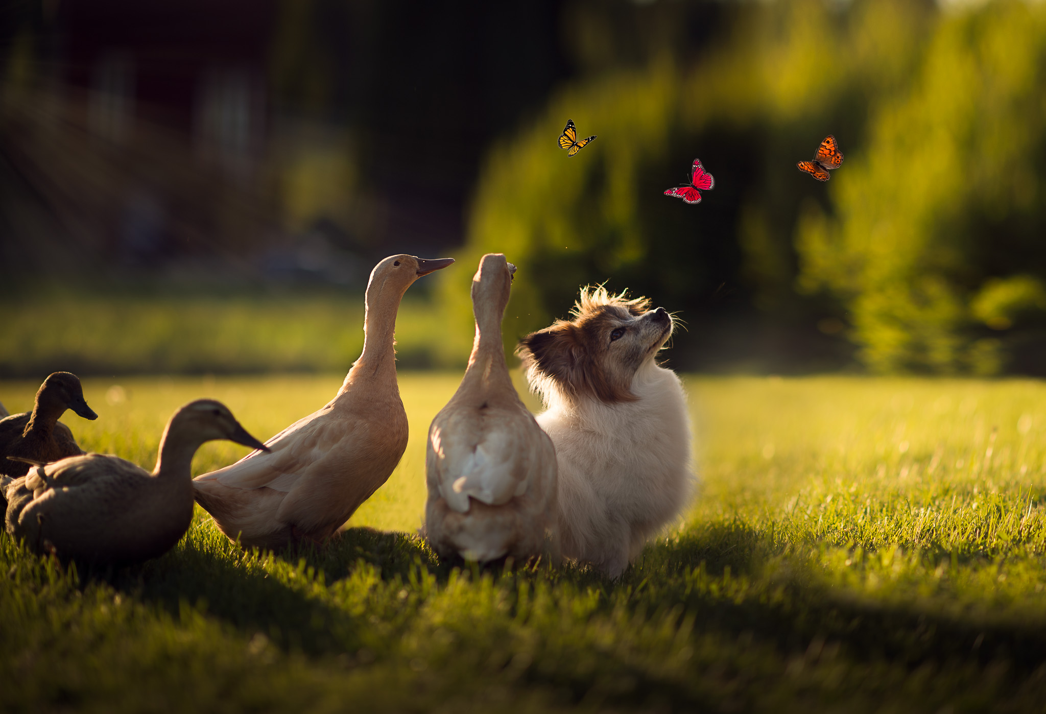 Free download wallpaper Birds, Dog, Butterfly, Animal, Duck, Puppy, Cute on your PC desktop