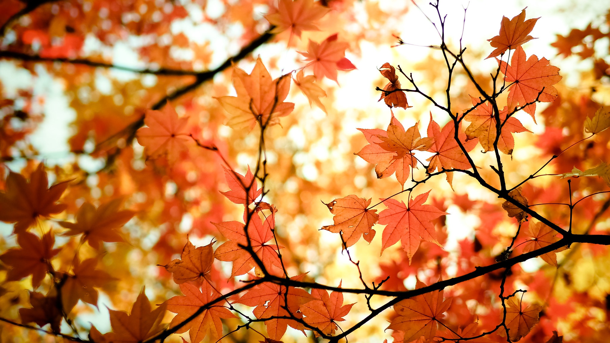 Download mobile wallpaper Nature, Leaf, Fall, Earth, Maple Leaf for free.