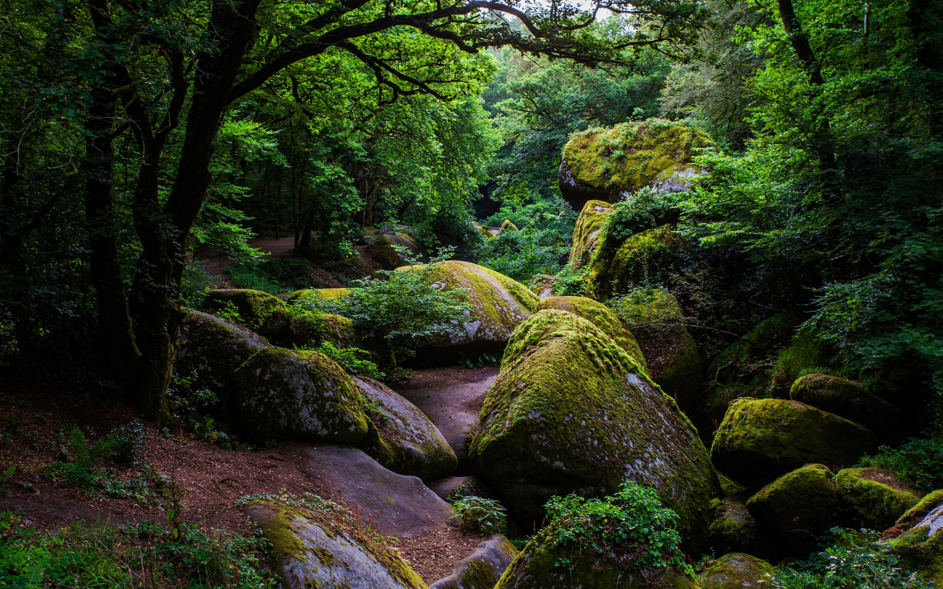 Скачать картинку Лес, Дерево, Франция, Мох, Камень, Земля/природа в телефон бесплатно.