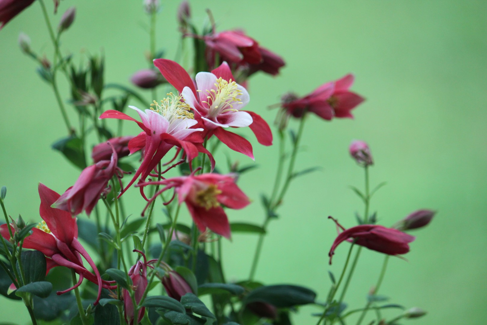 Laden Sie das Blumen, Blume, Erde/natur-Bild kostenlos auf Ihren PC-Desktop herunter