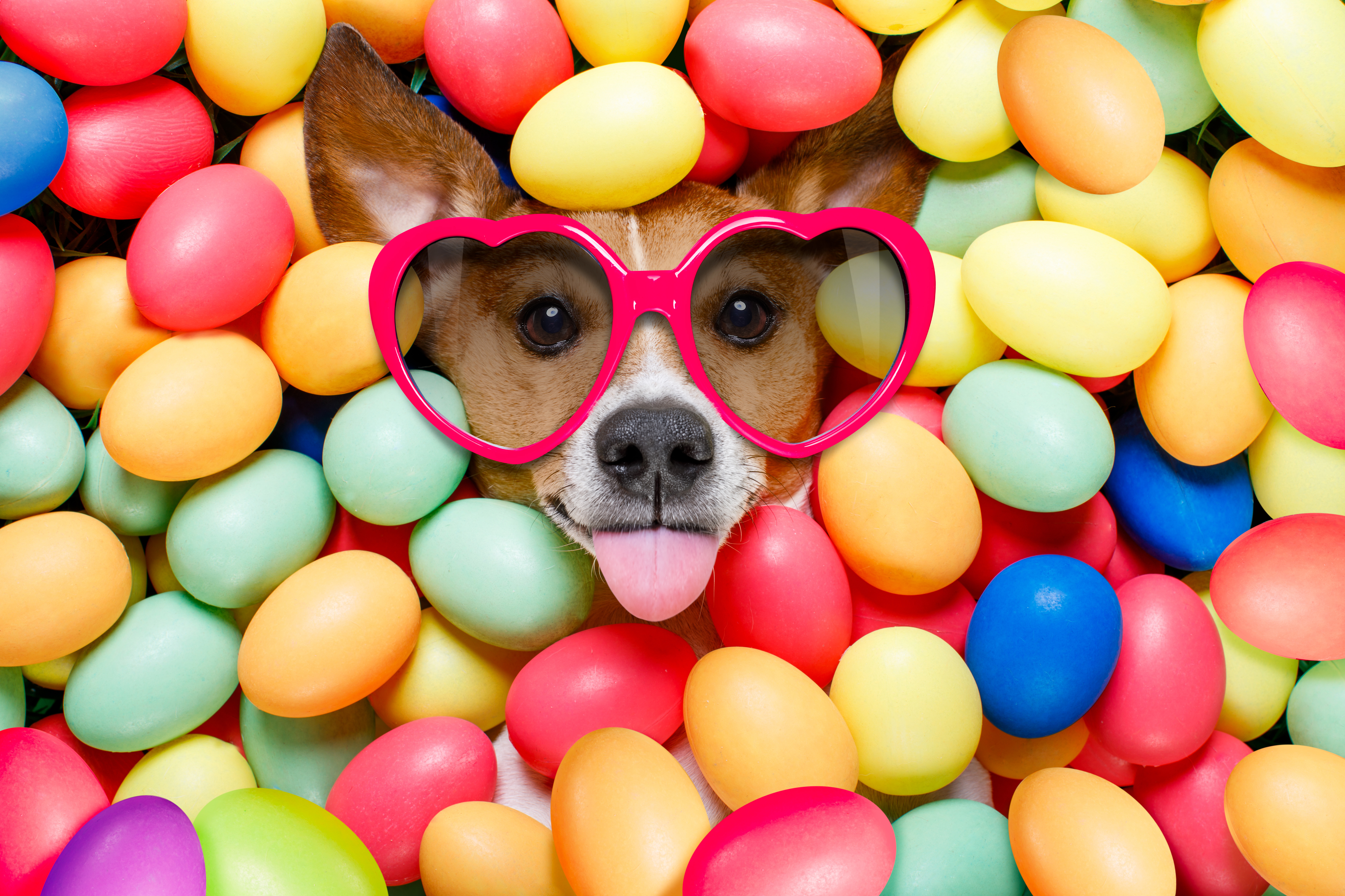 Laden Sie das Humor, Hund, Schnauze, Farben, Bunt, Sonnenbrille, Osterei-Bild kostenlos auf Ihren PC-Desktop herunter