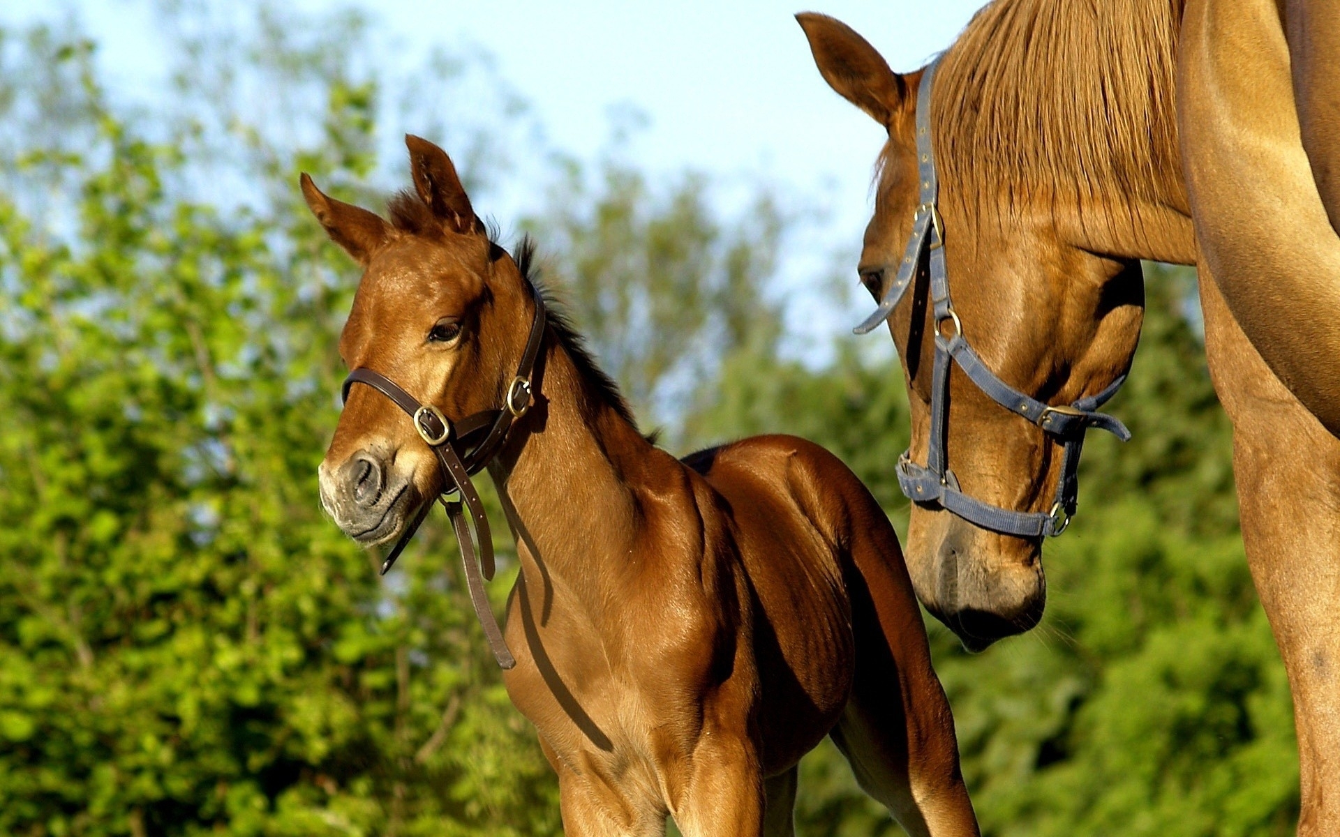 Téléchargez des papiers peints mobile Animaux, Cheval gratuitement.