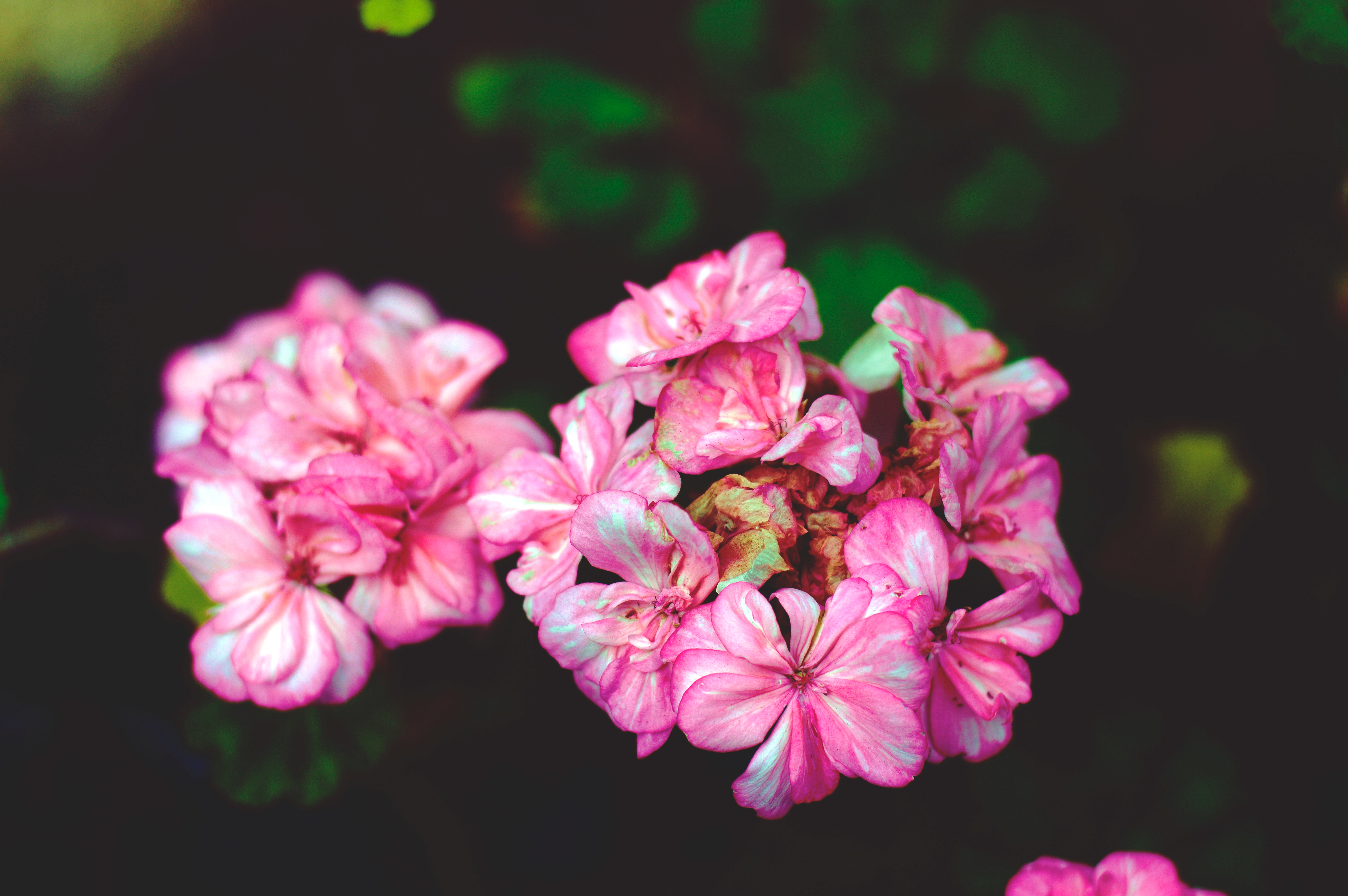 Free download wallpaper Flowers, Pink, Petals on your PC desktop