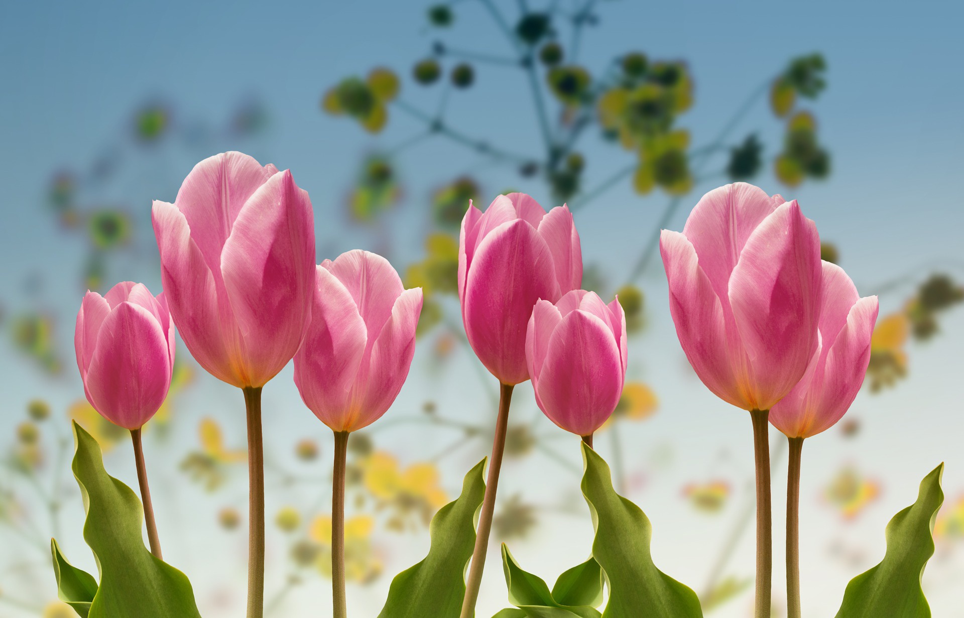 Free download wallpaper Flowers, Earth, Tulip on your PC desktop