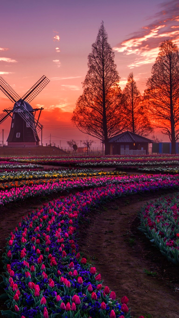 Download mobile wallpaper Sunset, Field, Evening, Tulip, Windmill, Man Made for free.
