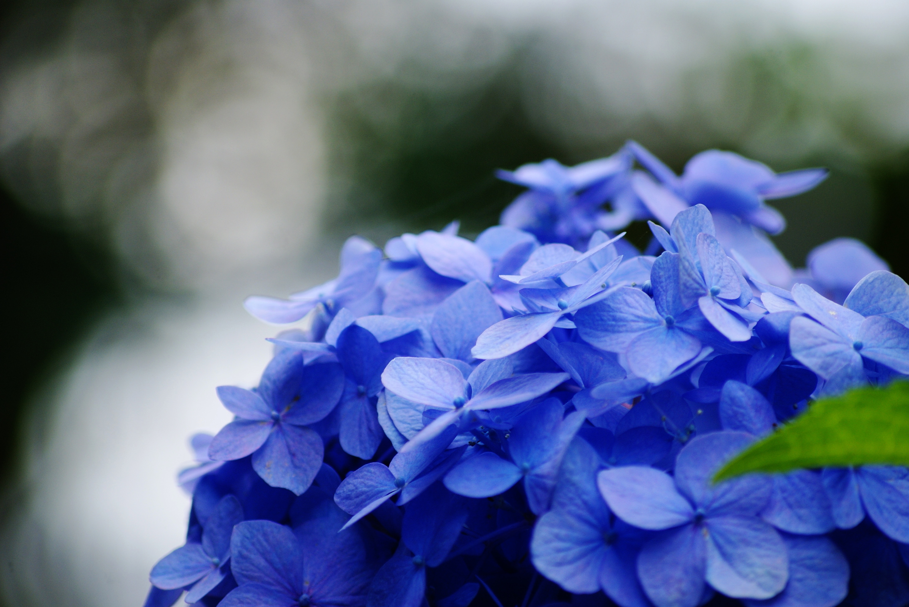 Laden Sie das Blumen, Hortensien, Erde/natur-Bild kostenlos auf Ihren PC-Desktop herunter